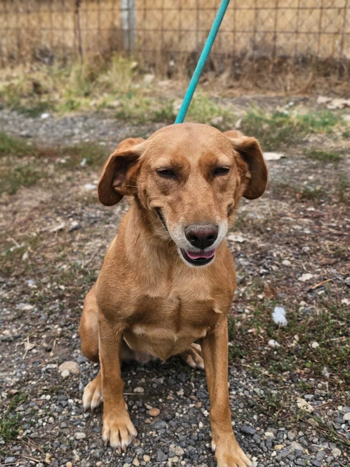 Kanya B, female young Mixed Breed for adoption at Hundepfoten Steinfurt e.V., Nordwalde