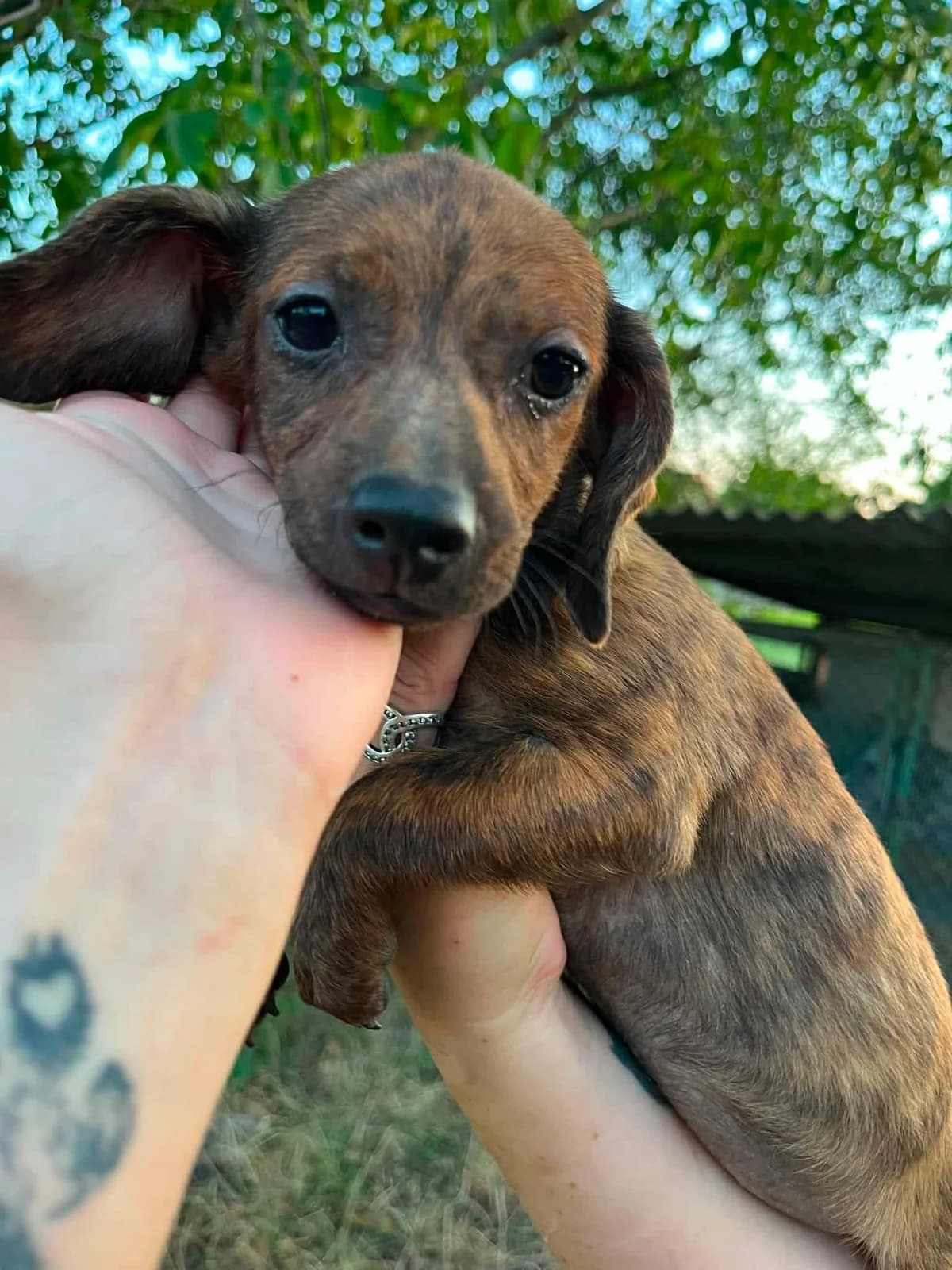 👉 Zurück, female puppy Mixed Breed for adoption at Hundepfoten Steinfurt e.V., Nordwalde