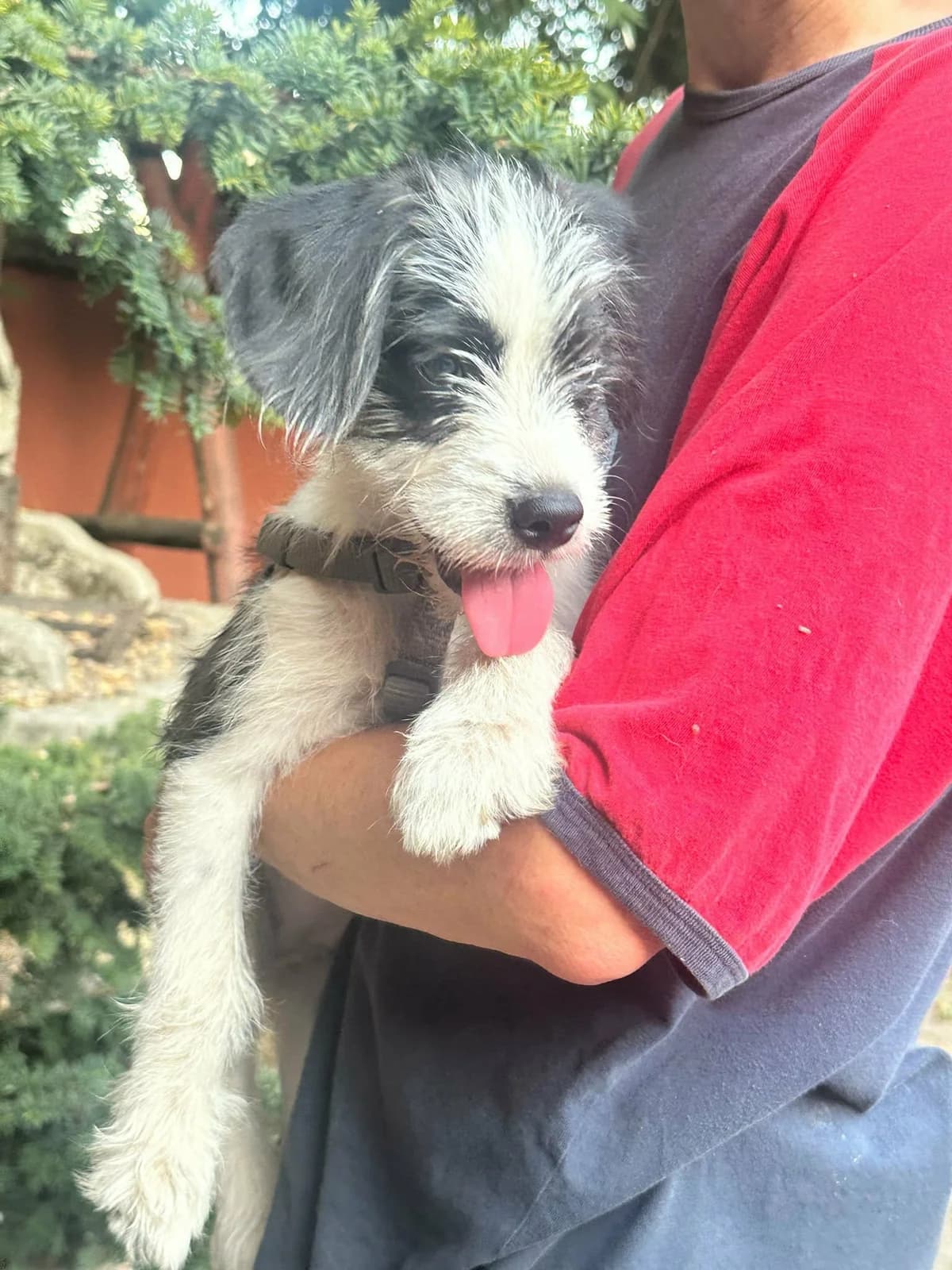 Kathie T, female puppy Mixed Breed for adoption at Hundepfoten Steinfurt e.V., Nordwalde