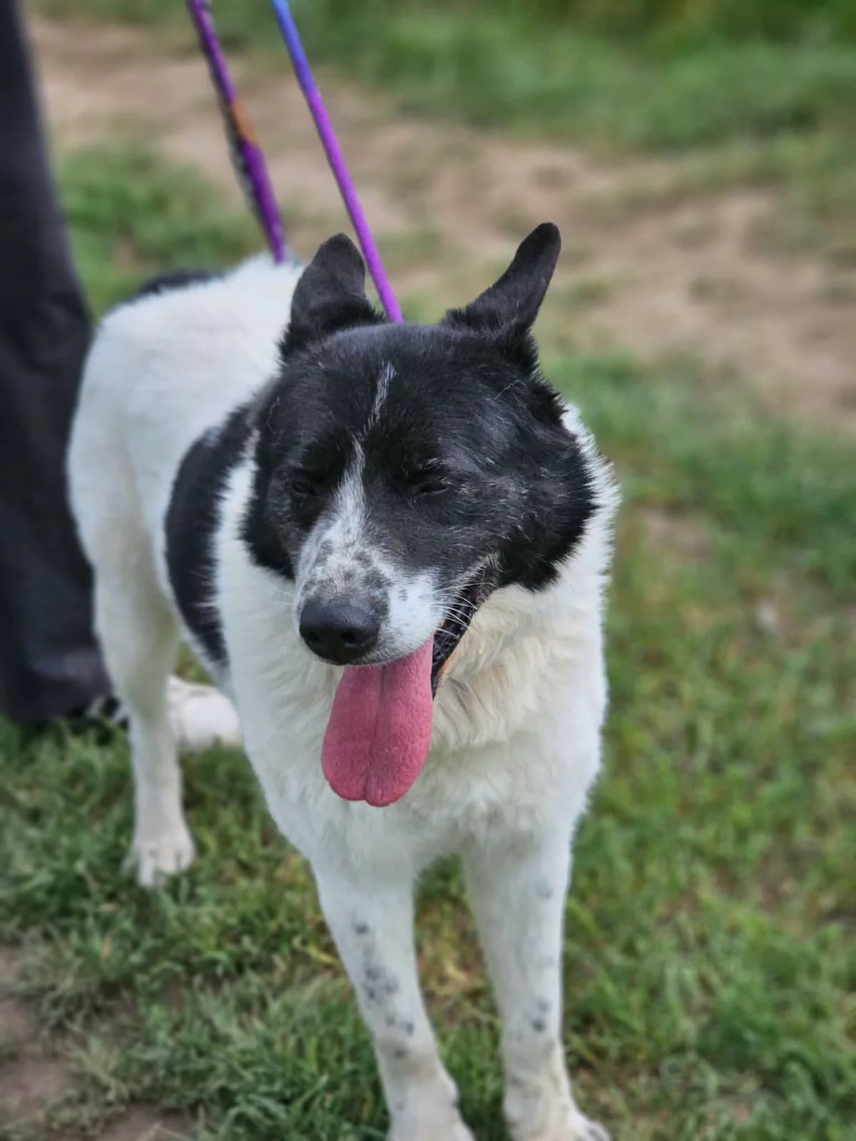 Kenzo B, male 5yo Mixed Breed for adoption at Hundepfoten Steinfurt e.V., Nordwalde