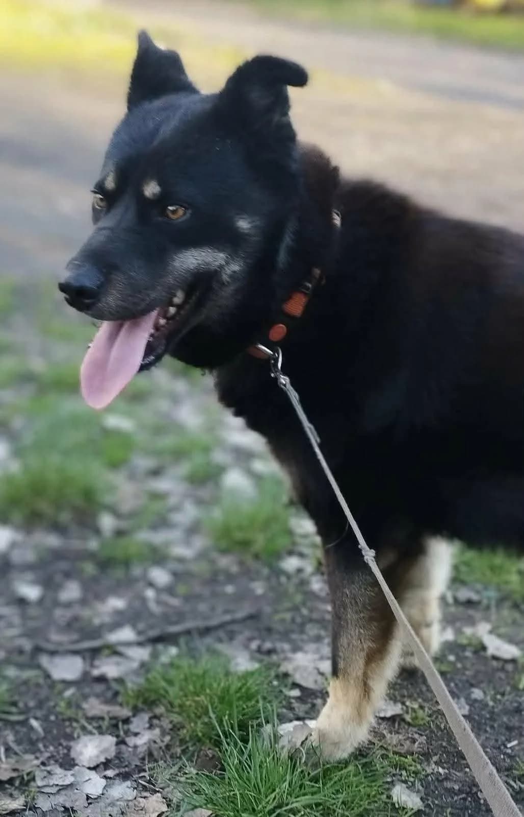 Kimi T, male young Mixed Breed for adoption at Hundepfoten Steinfurt e.V., Nordwalde