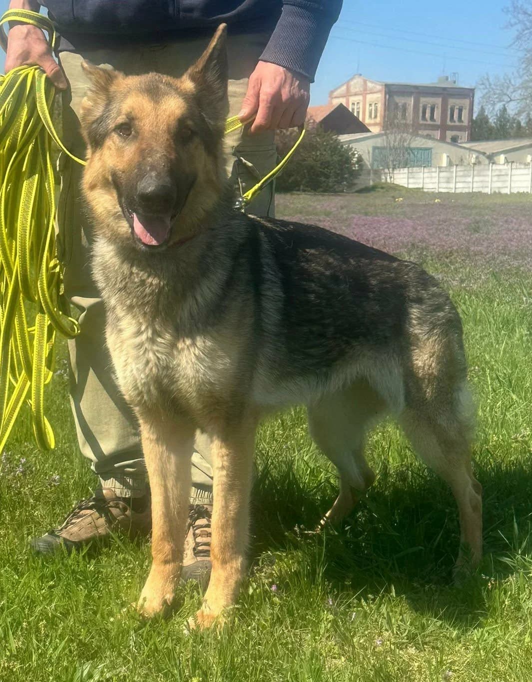 Lady T, female puppy Mixed Breed for adoption at Hundepfoten Steinfurt e.V., Nordwalde
