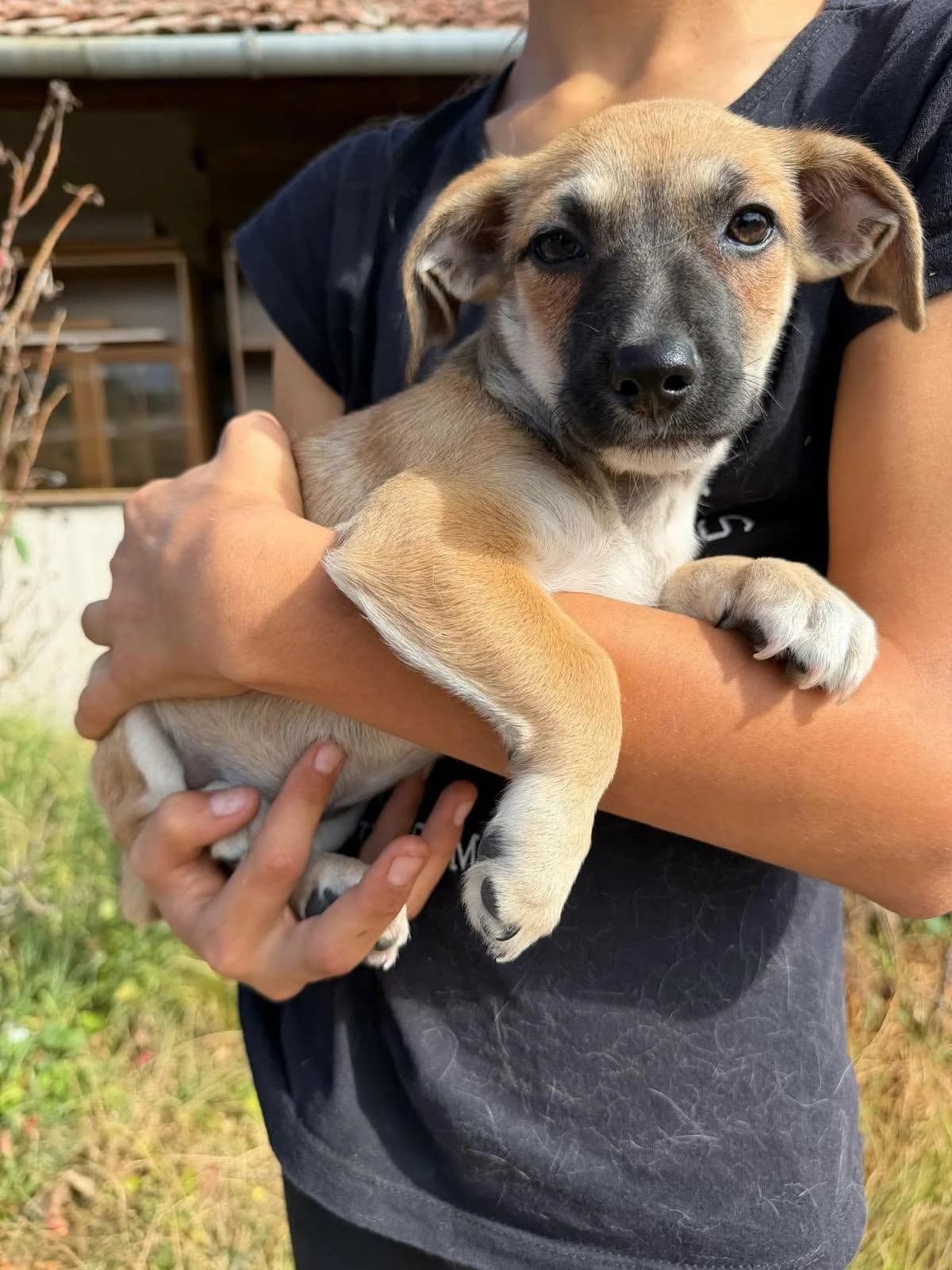 Lara T, female puppy Mixed Breed for adoption at Hundepfoten Steinfurt e.V., Nordwalde