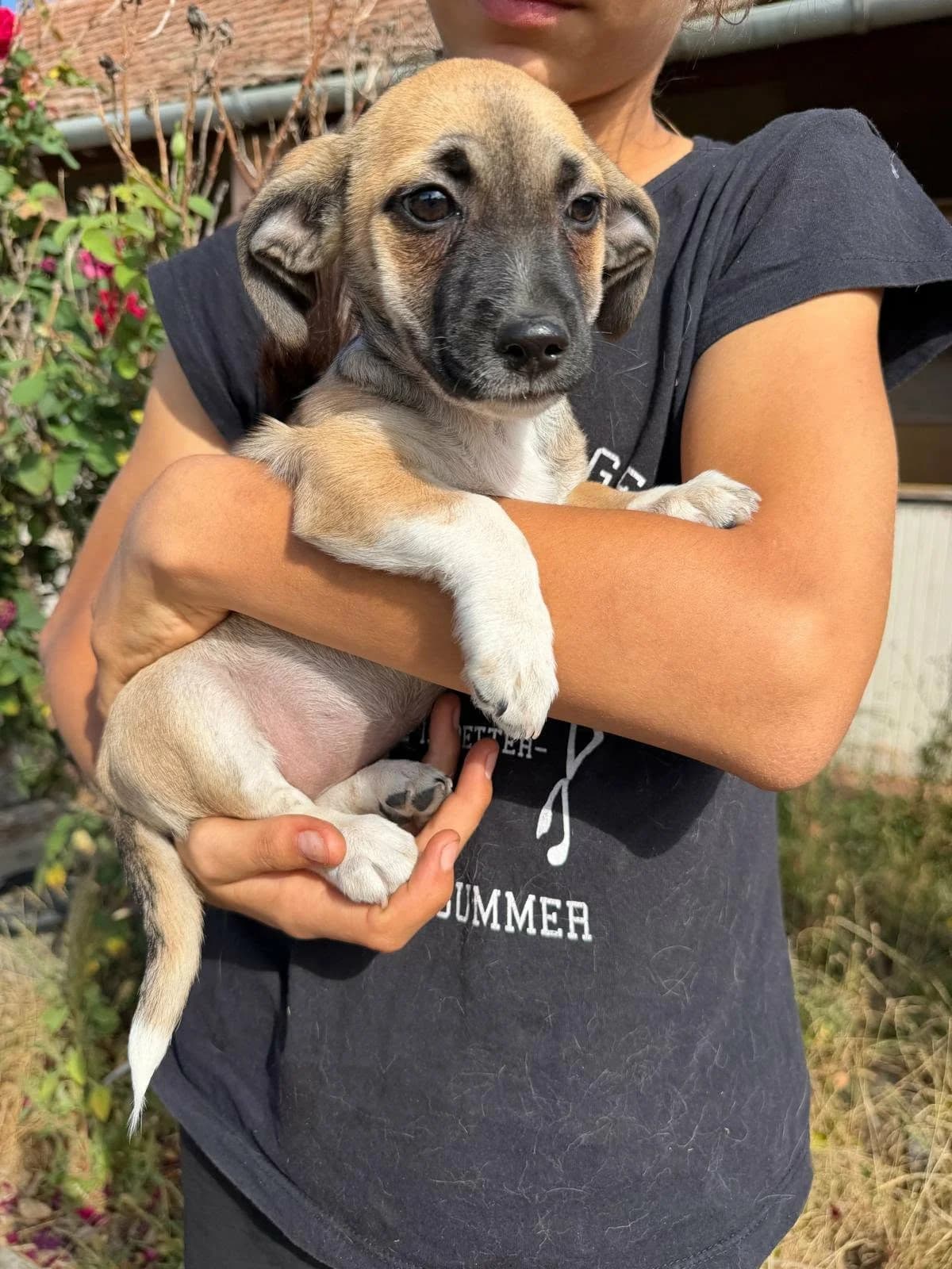 Lea T, female puppy Mixed Breed for adoption at Hundepfoten Steinfurt e.V., Nordwalde