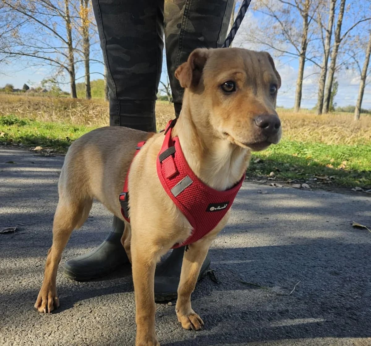 Libby C, female Mixed Breed for adoption at Hundepfoten Steinfurt e.V., Nordwalde