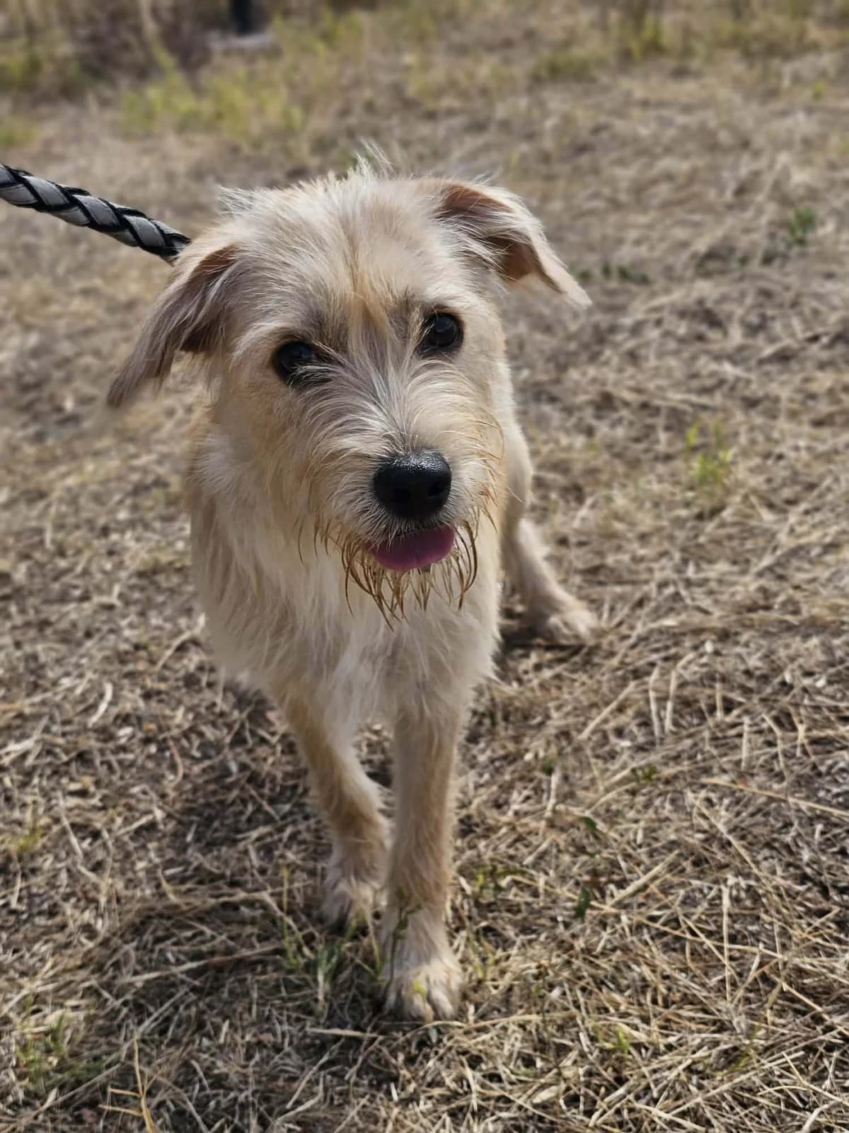 Lora B, female puppy Mixed Breed for adoption at Hundepfoten Steinfurt e.V., Nordwalde