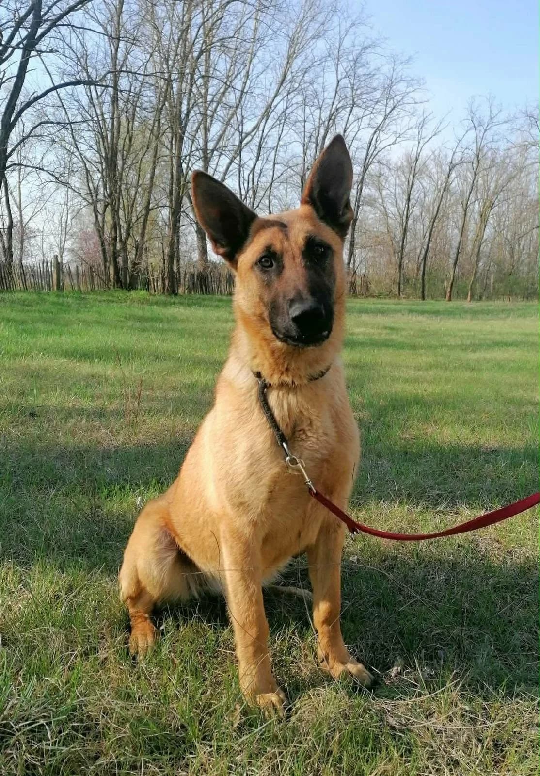Loretta T, female Mixed Breed for adoption at Hundepfoten Steinfurt e.V., Nordwalde