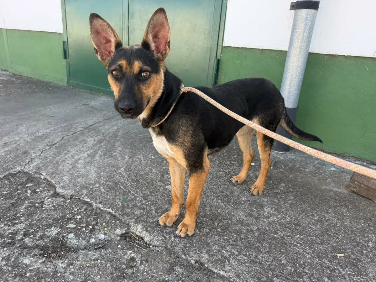 Louis T, female young Mixed Breed for adoption at Hundepfoten Steinfurt e.V., Nordwalde