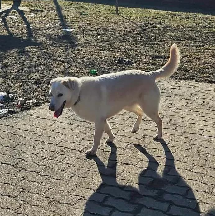 Lucky F, male senior Mixed Breed for adoption at Hundepfoten Steinfurt e.V., Nordwalde