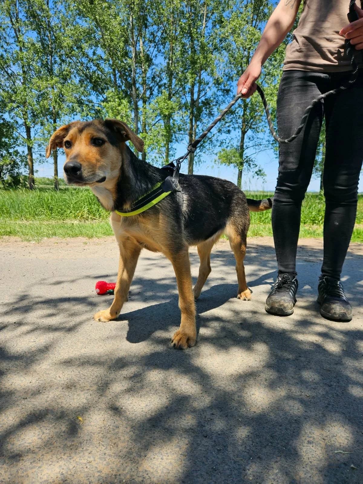 Lucy C, female young Mixed Breed for adoption at Hundepfoten Steinfurt e.V., Nordwalde