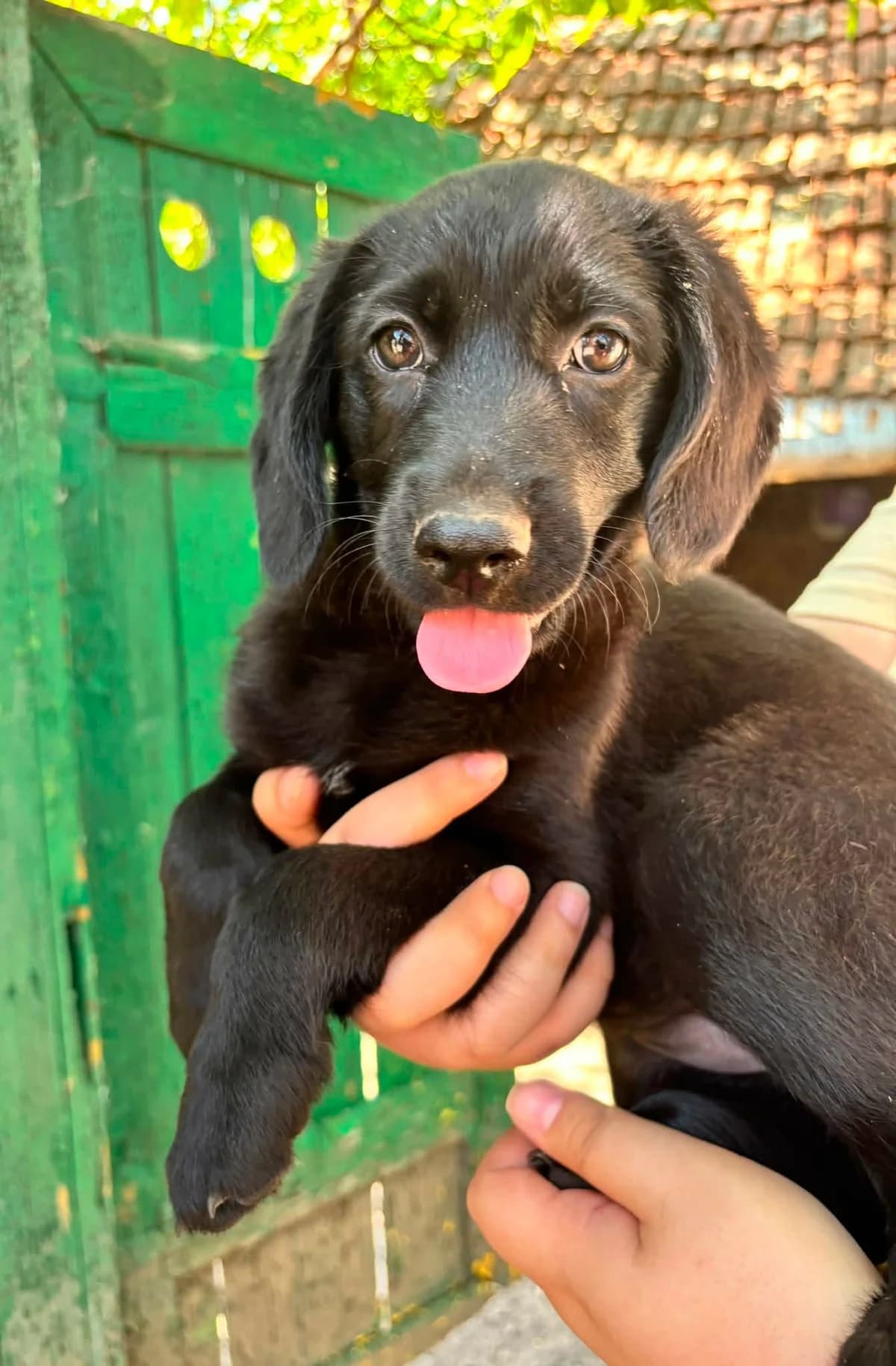 Mabel T, female puppy Mixed Breed for adoption at Hundepfoten Steinfurt e.V., Nordwalde
