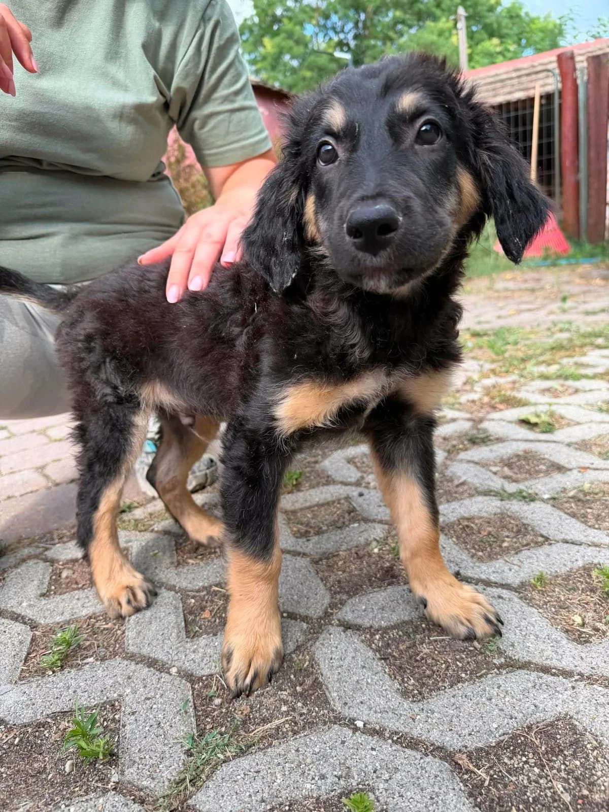 Macso T, male puppy Mixed Breed for adoption at Hundepfoten Steinfurt e.V., Nordwalde