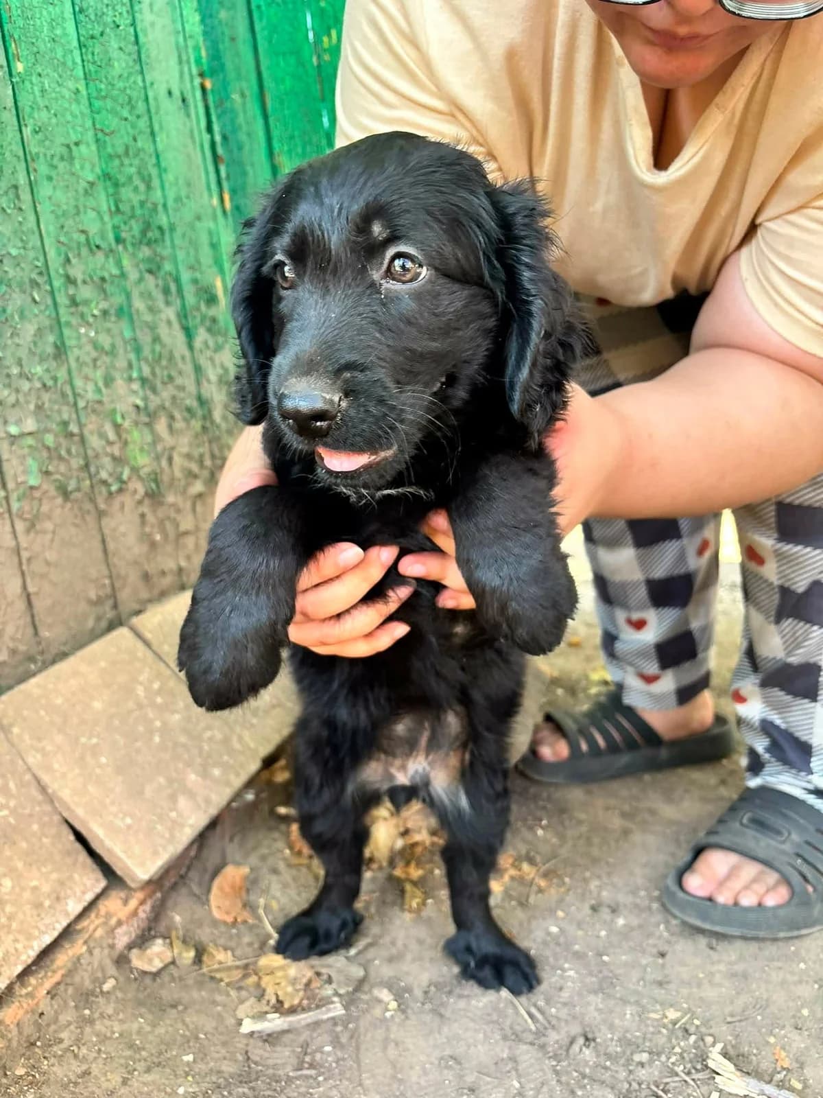 Madox T, female puppy Mixed Breed for adoption at Hundepfoten Steinfurt e.V., Nordwalde