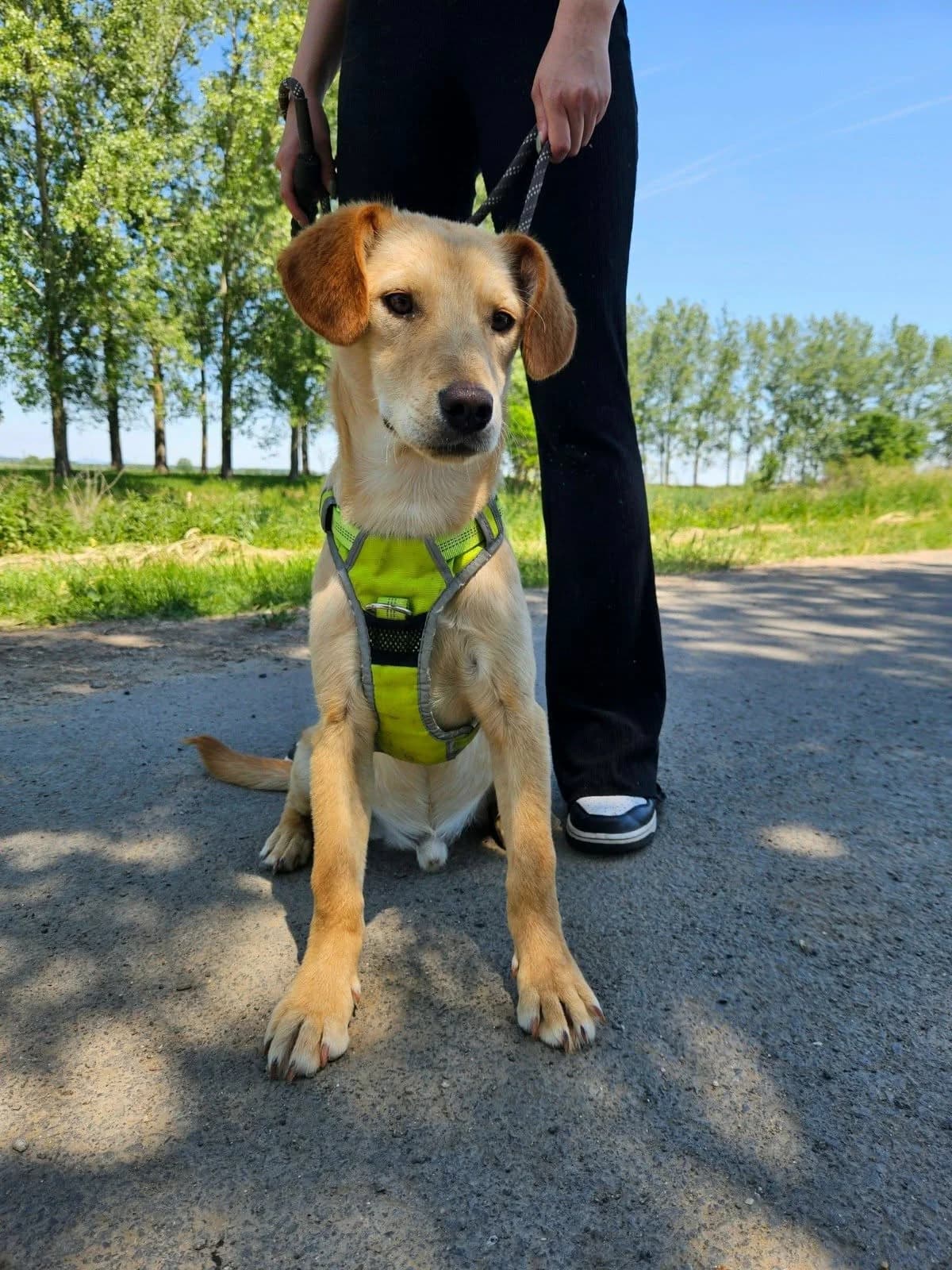 Malfoy C, Mixed Breed for adoption at Hundepfoten Steinfurt e.V., Nordwalde