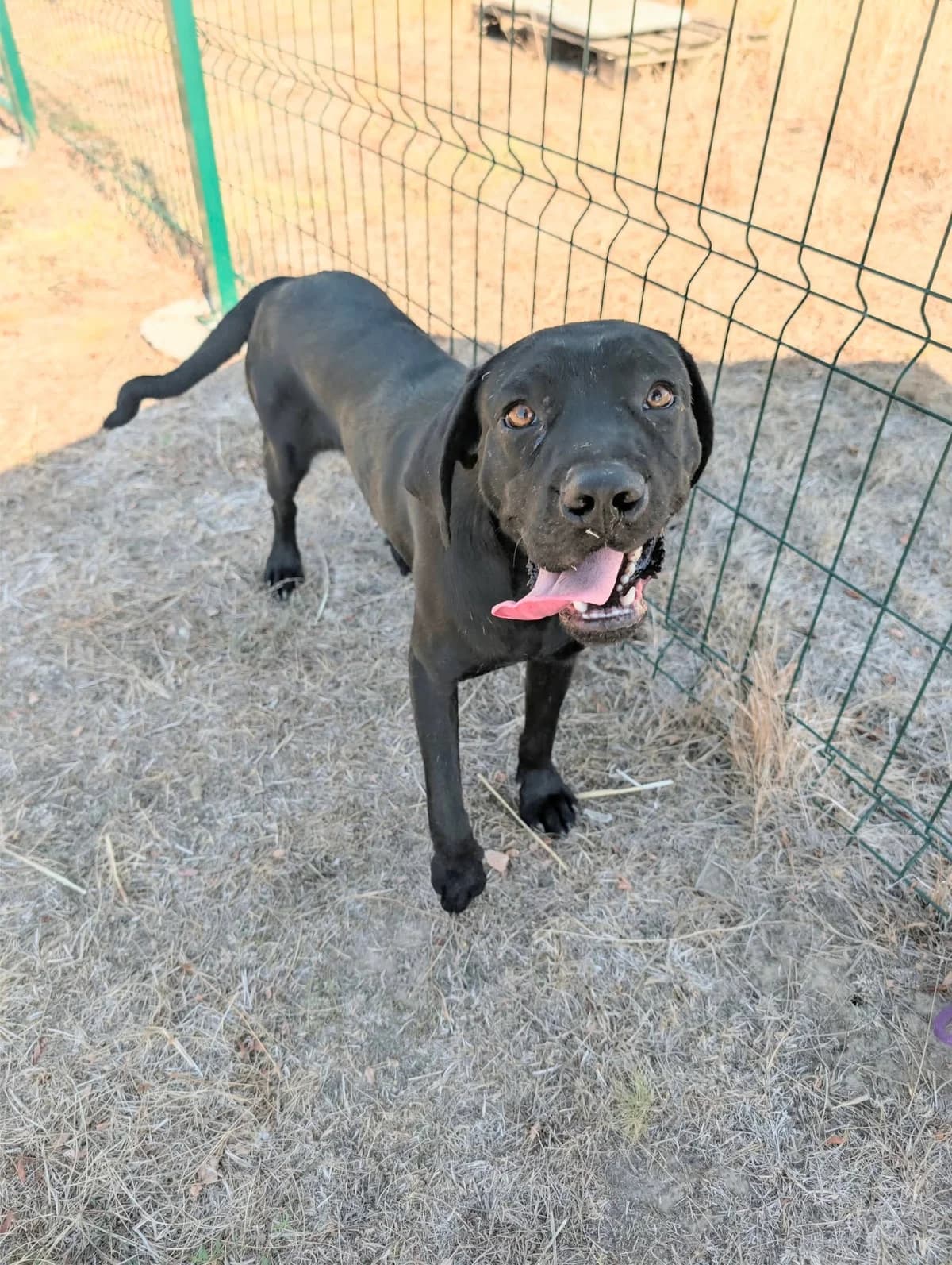 Manna B, female young Mixed Breed for adoption at Hundepfoten Steinfurt e.V., Nordwalde