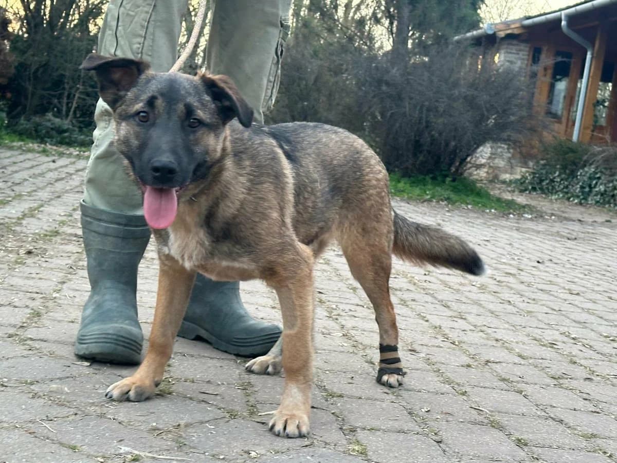 Mano T, male young Mixed Breed for adoption at Hundepfoten Steinfurt e.V., Nordwalde