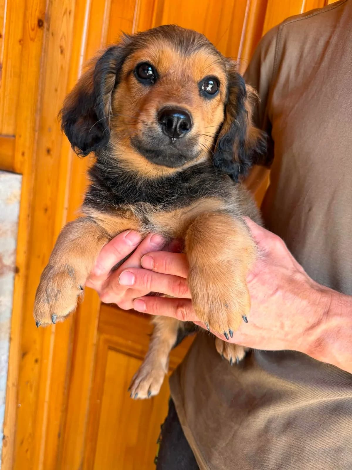 Marcipan T, male puppy Mixed Breed for adoption at Hundepfoten Steinfurt e.V., Nordwalde