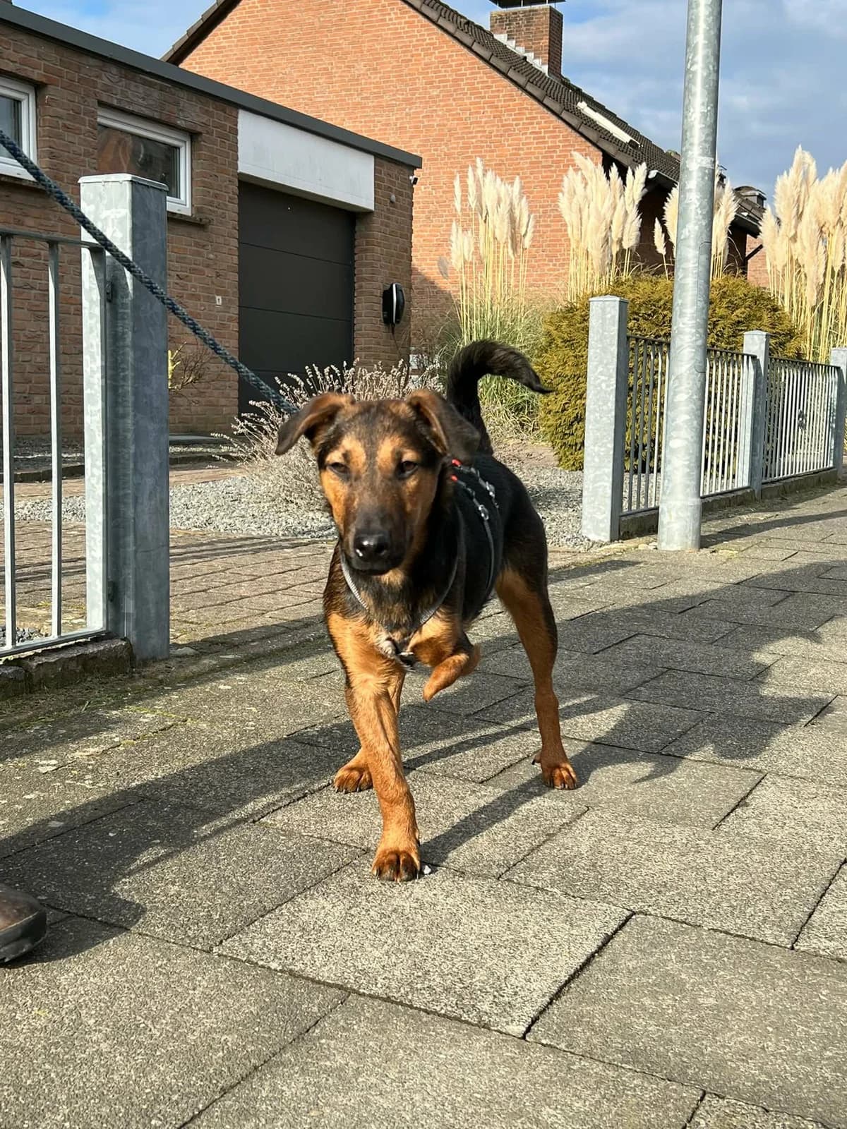 Marko T, male young Mixed Breed for adoption at Hundepfoten Steinfurt e.V., Nordwalde