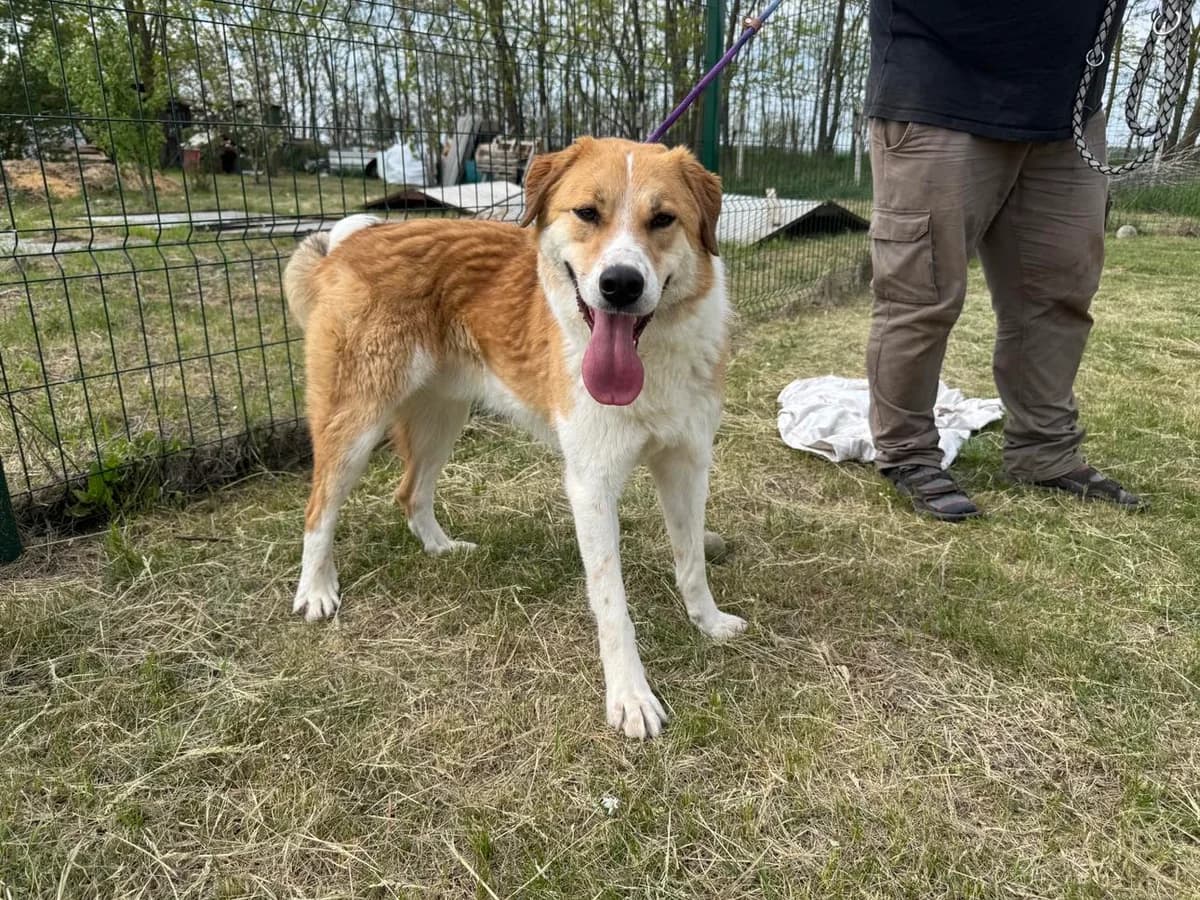 Marley, male young Mixed Breed for adoption at Hundepfoten Steinfurt e.V., Nordwalde