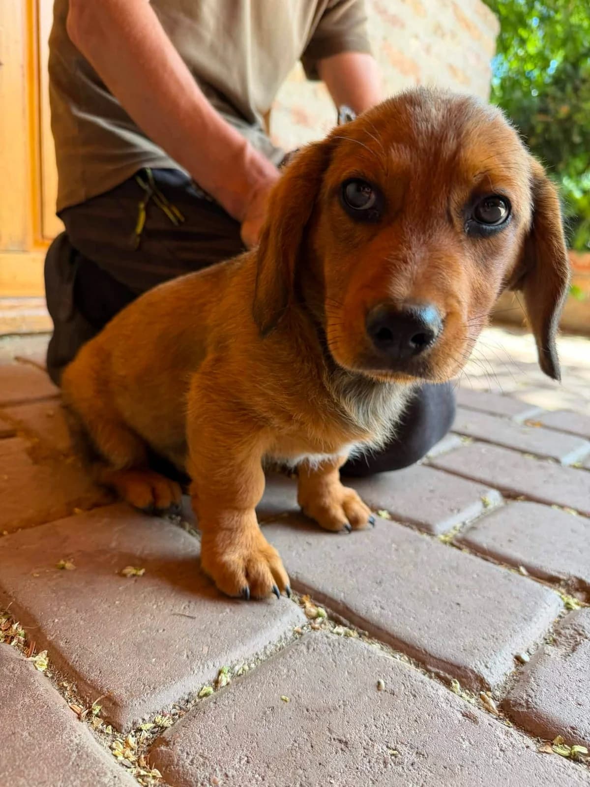 Marshall T, male puppy Mixed Breed for adoption at Hundepfoten Steinfurt e.V., Nordwalde