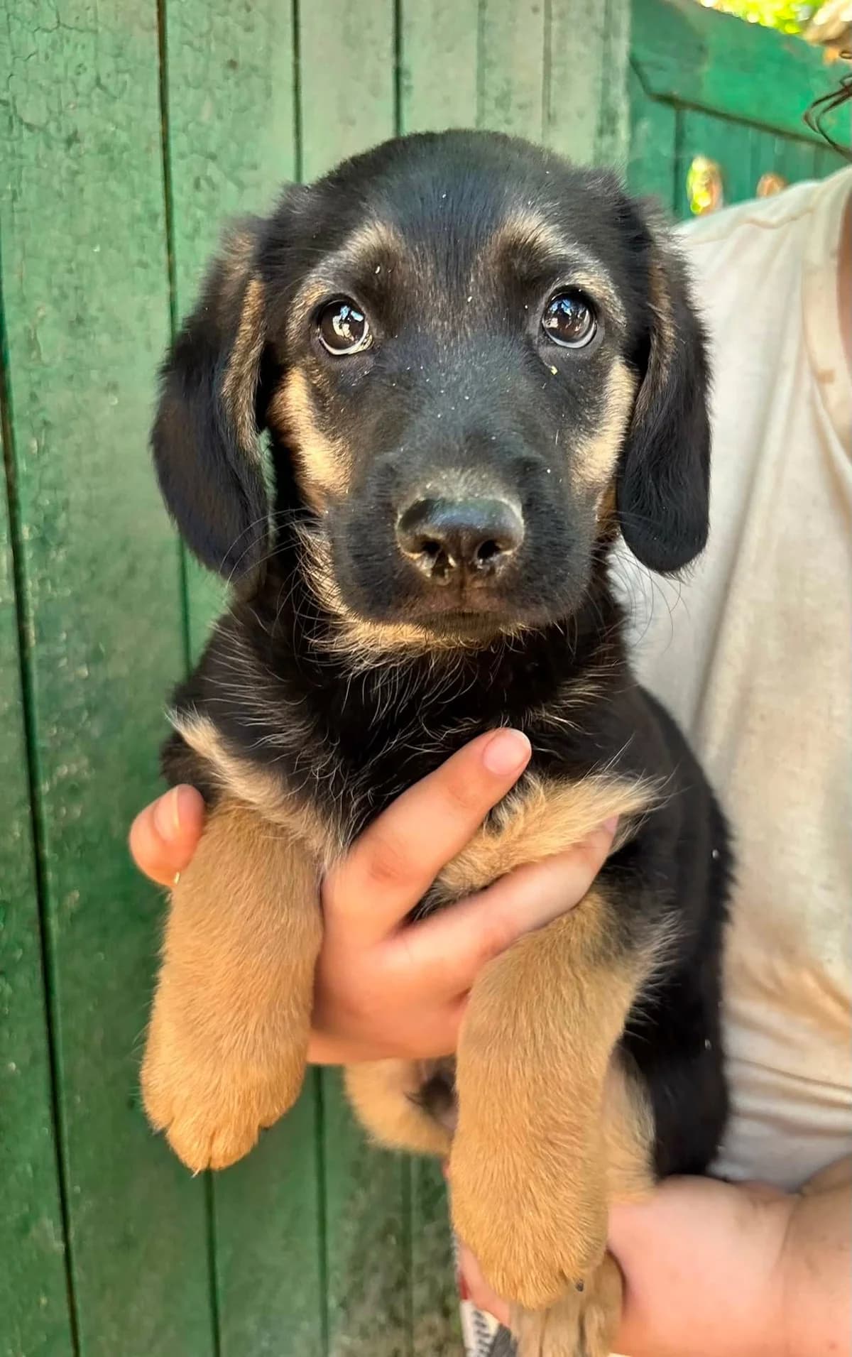 Martin T, female puppy Mixed Breed for adoption at Hundepfoten Steinfurt e.V., Nordwalde