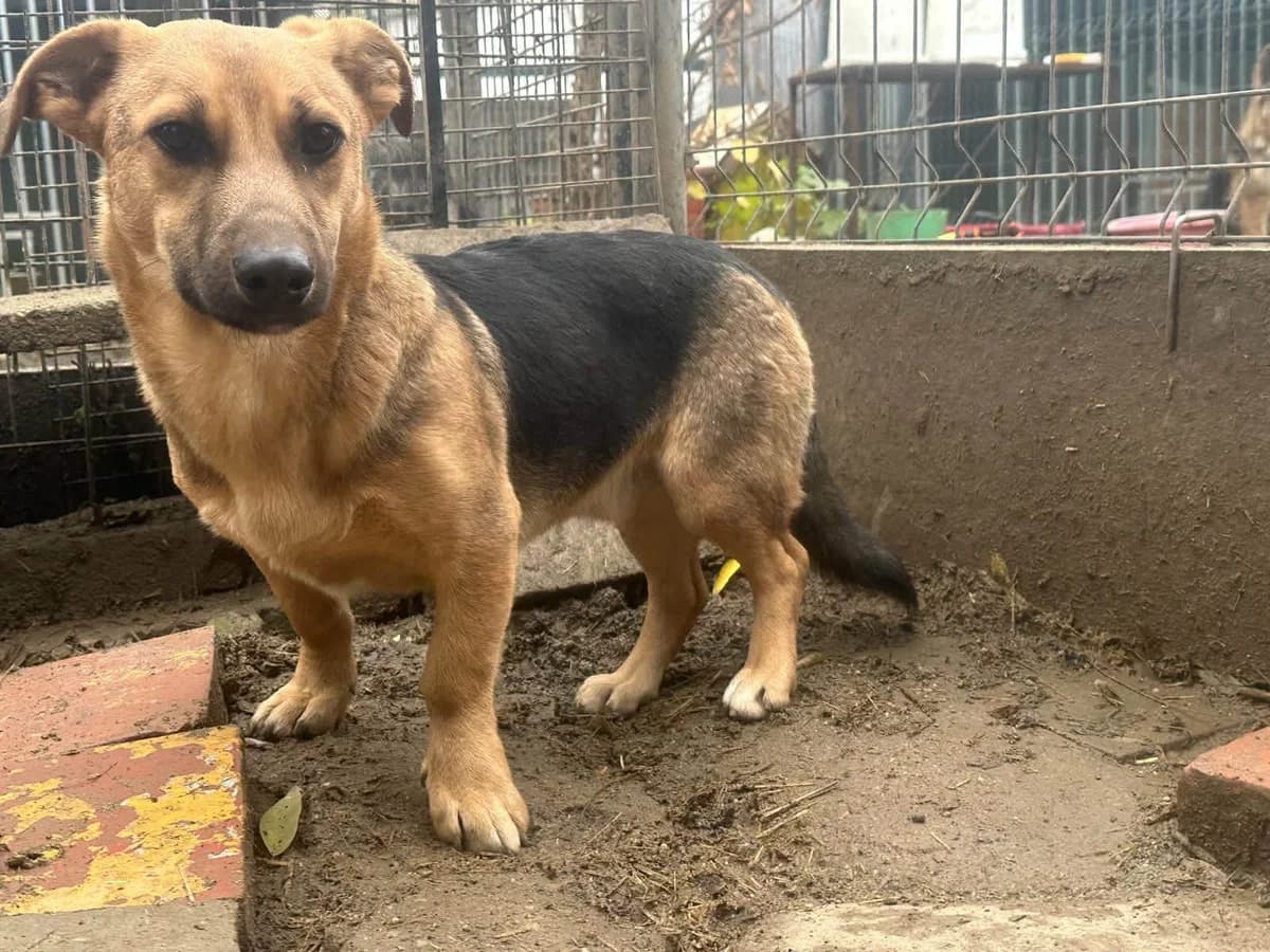 Marwin T, male Mixed Breed for adoption at Hundepfoten Steinfurt e.V., Nordwalde