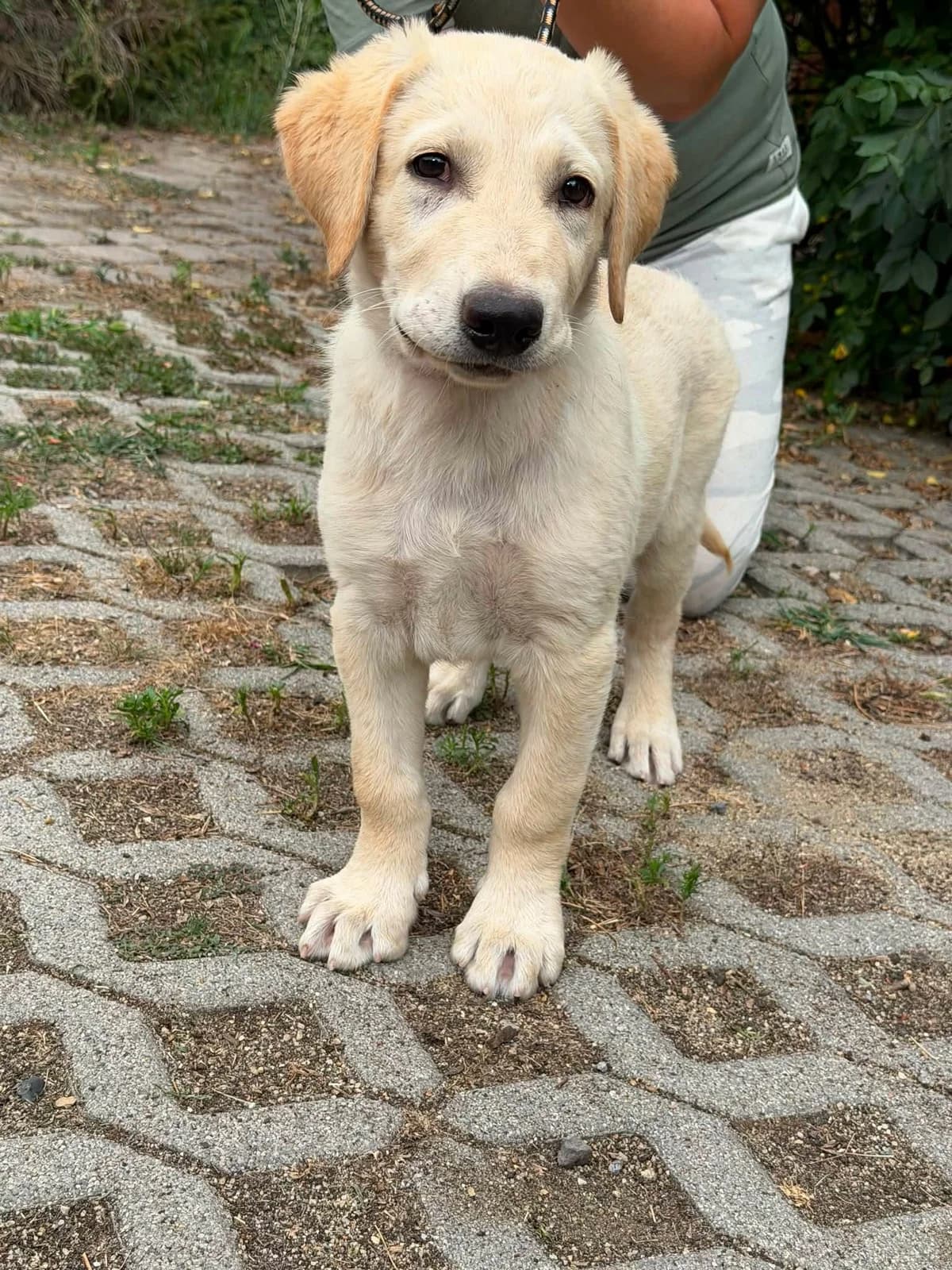 Maximus T, male puppy Mixed Breed for adoption at Hundepfoten Steinfurt e.V., Nordwalde
