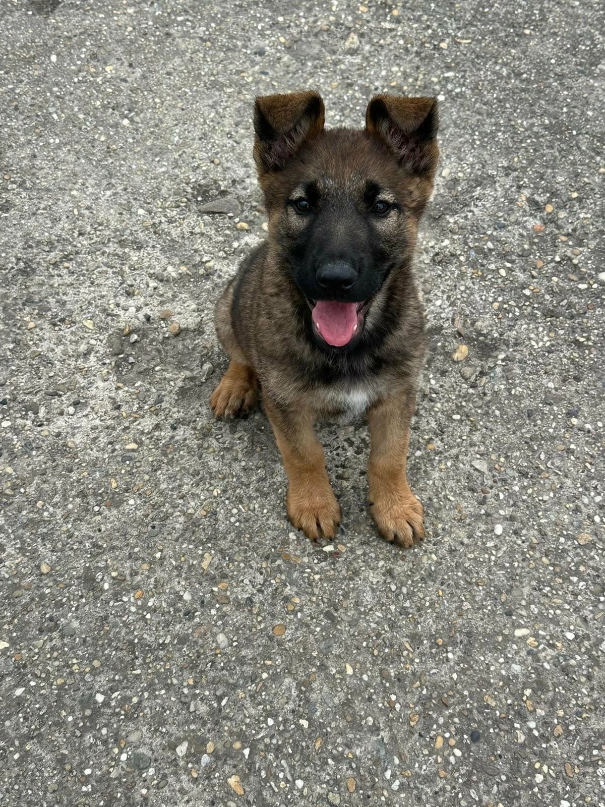 Mia T, female puppy Mixed Breed for adoption at Hundepfoten Steinfurt e.V., Nordwalde