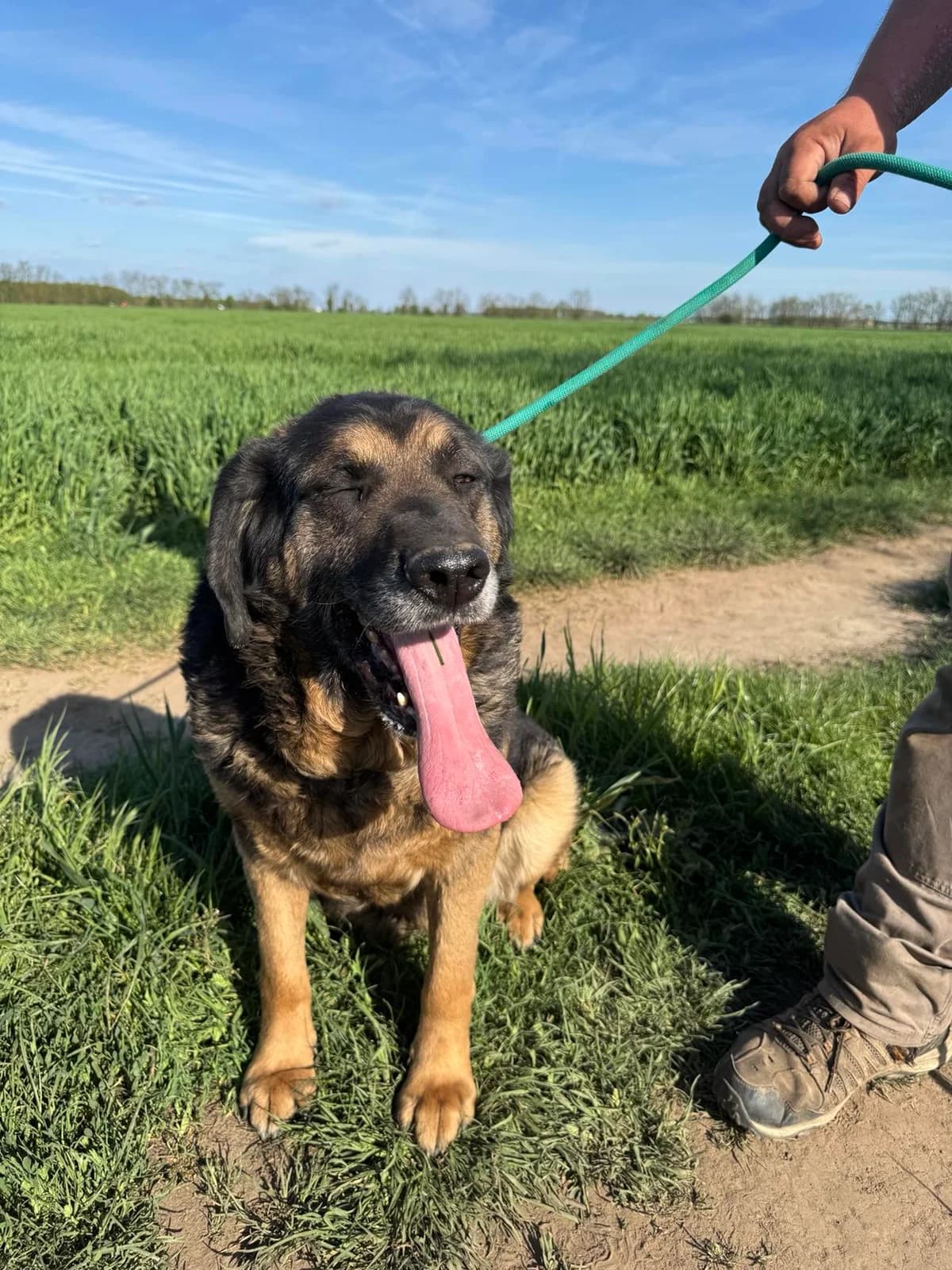 Milka B, male senior Mixed Breed for adoption at Hundepfoten Steinfurt e.V., Nordwalde