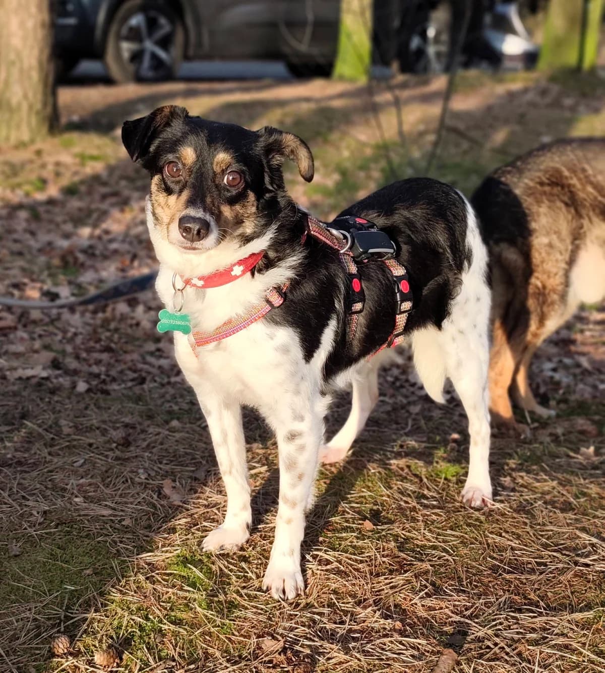 Milo T, female puppy Mixed Breed for adoption at Hundepfoten Steinfurt e.V., Nordwalde