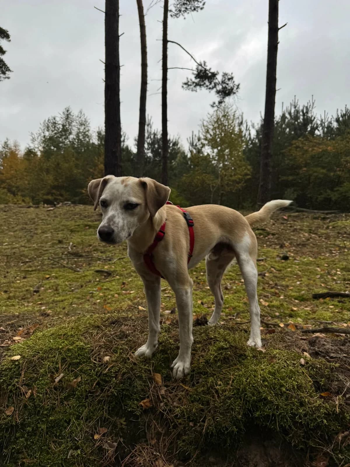 Misa C, male Mixed Breed for adoption at Hundepfoten Steinfurt e.V., Nordwalde
