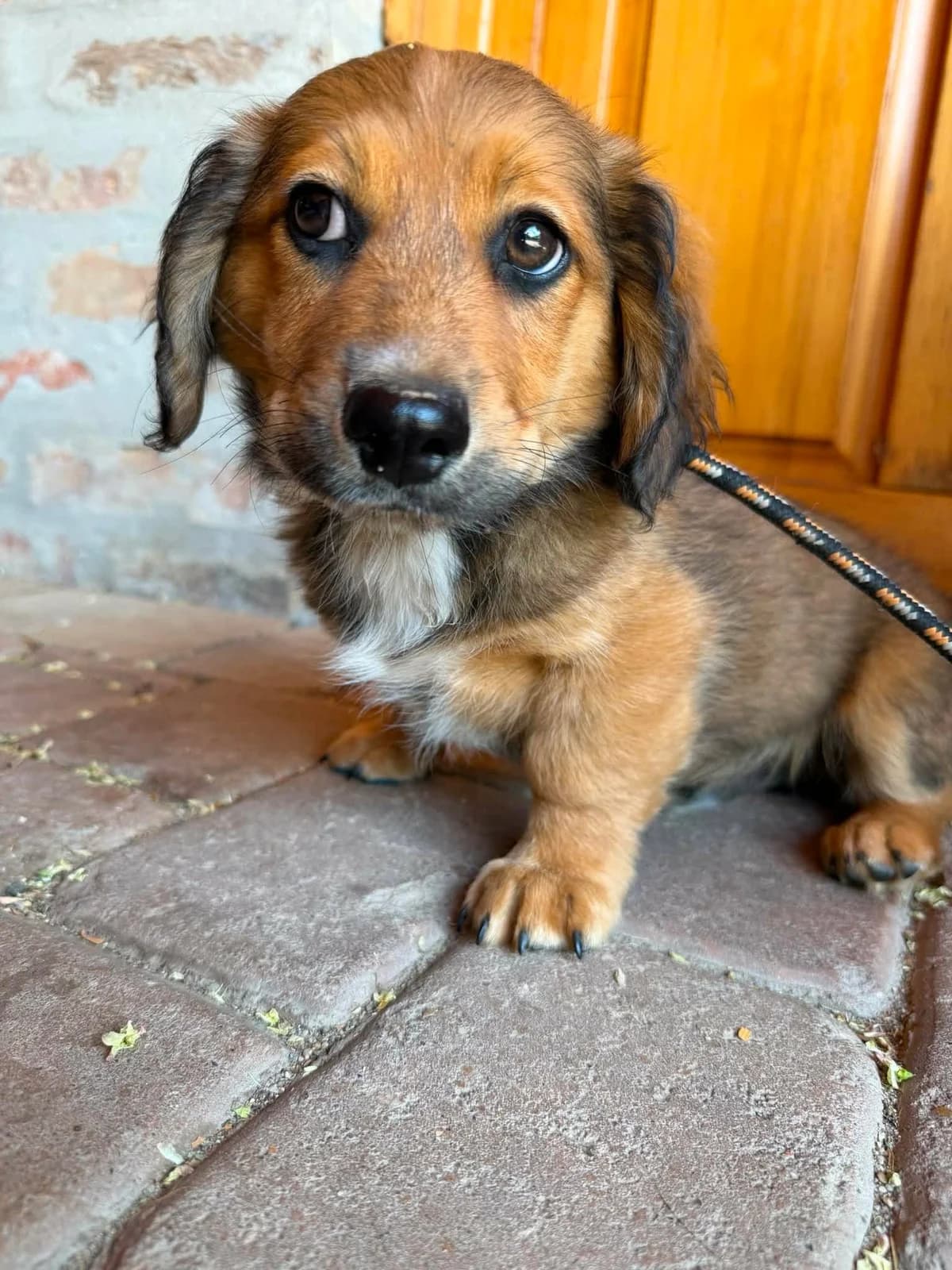 Mokka T, male puppy Mixed Breed for adoption at Hundepfoten Steinfurt e.V., Nordwalde