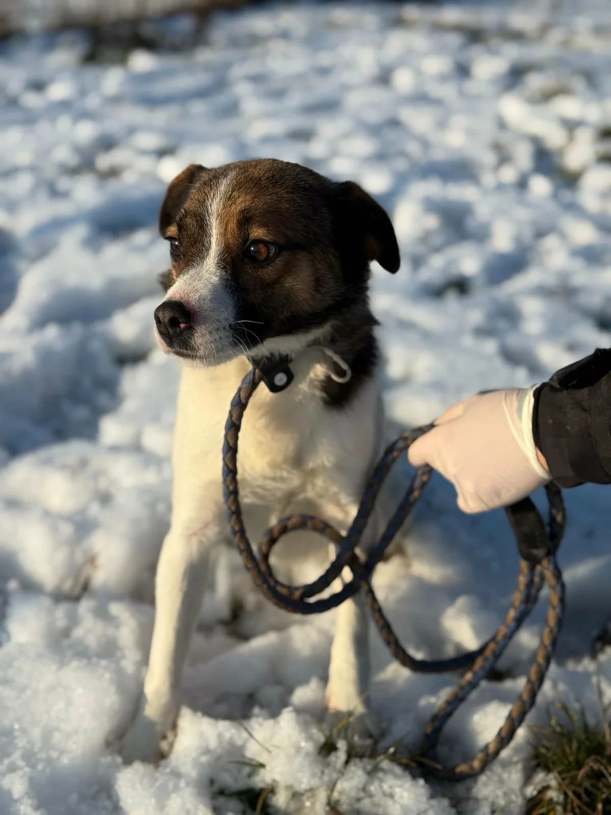 Morzsi B, male Mixed Breed for adoption at Hundepfoten Steinfurt e.V., Nordwalde