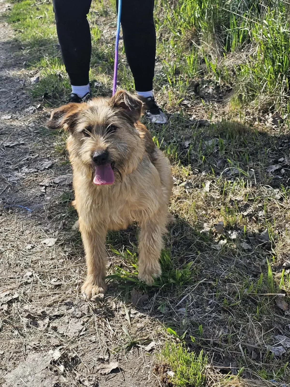 Muffin B, female Mixed Breed for adoption at Hundepfoten Steinfurt e.V., Nordwalde