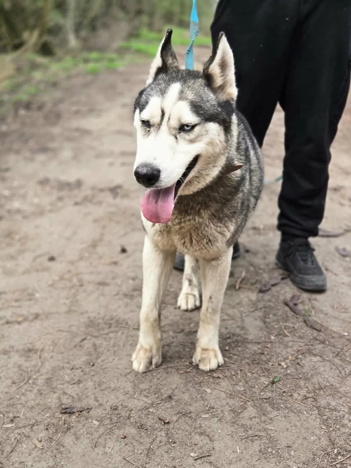 Mylot BE, male young Mixed Breed for adoption at Hundepfoten Steinfurt e.V., Nordwalde