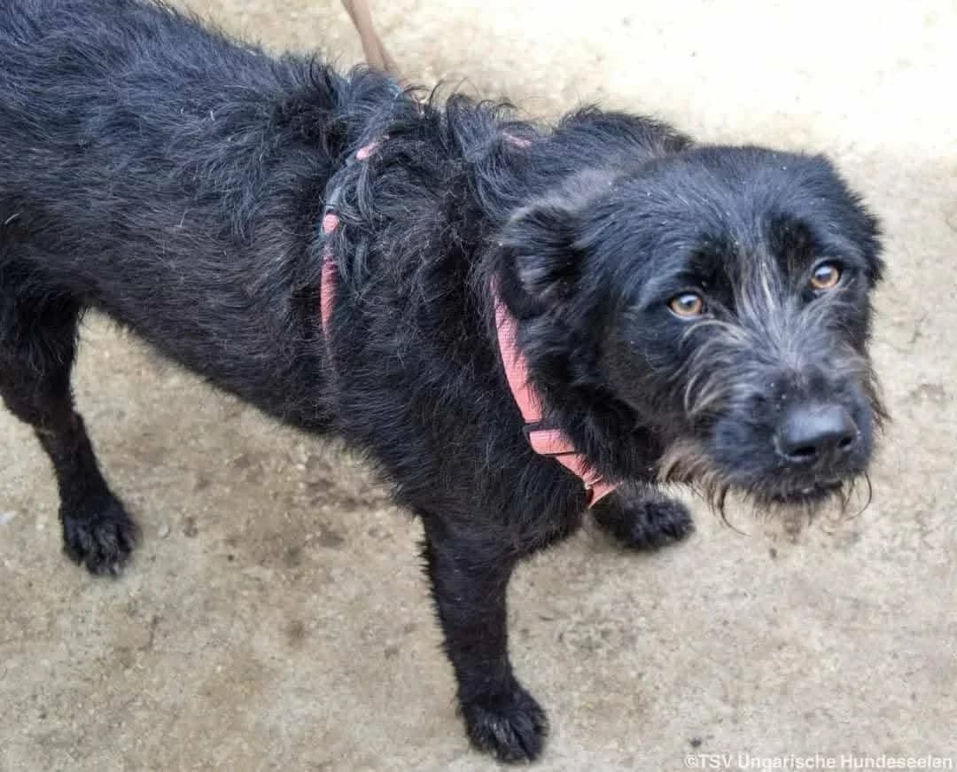 Nancy C, female Mixed Breed for adoption at Hundepfoten Steinfurt e.V., Nordwalde