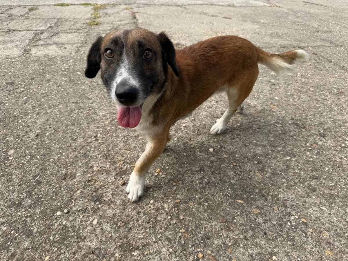 Nandy T, male 3yo Mixed Breed for adoption at Hundepfoten Steinfurt e.V., Nordwalde