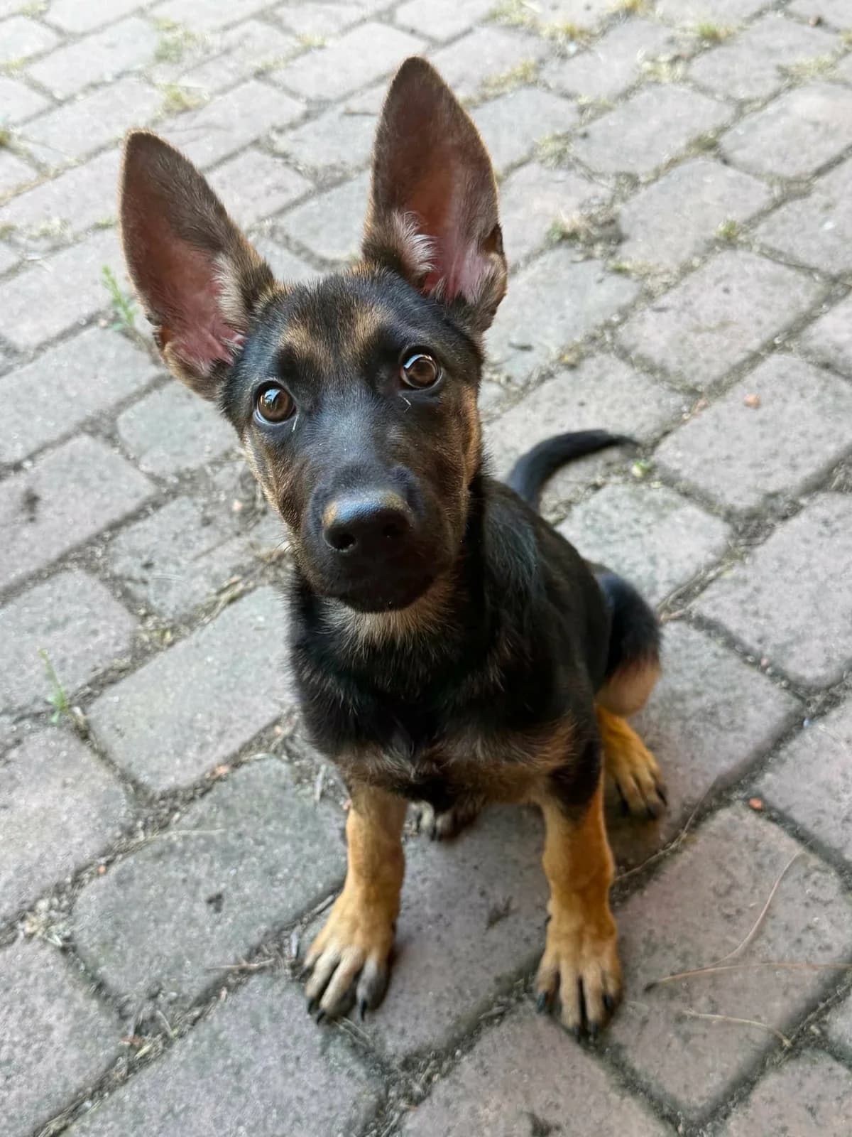 Nara T, female puppy Mixed Breed for adoption at Hundepfoten Steinfurt e.V., Nordwalde