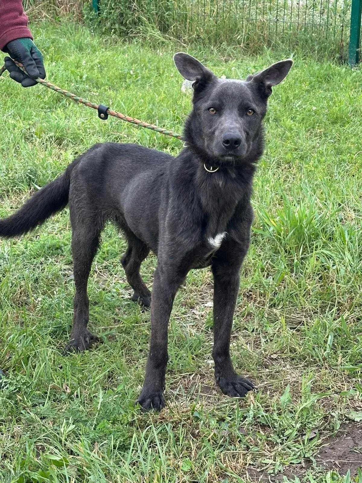 Nero B, male Mixed Breed for adoption at Hundepfoten Steinfurt e.V., Nordwalde
