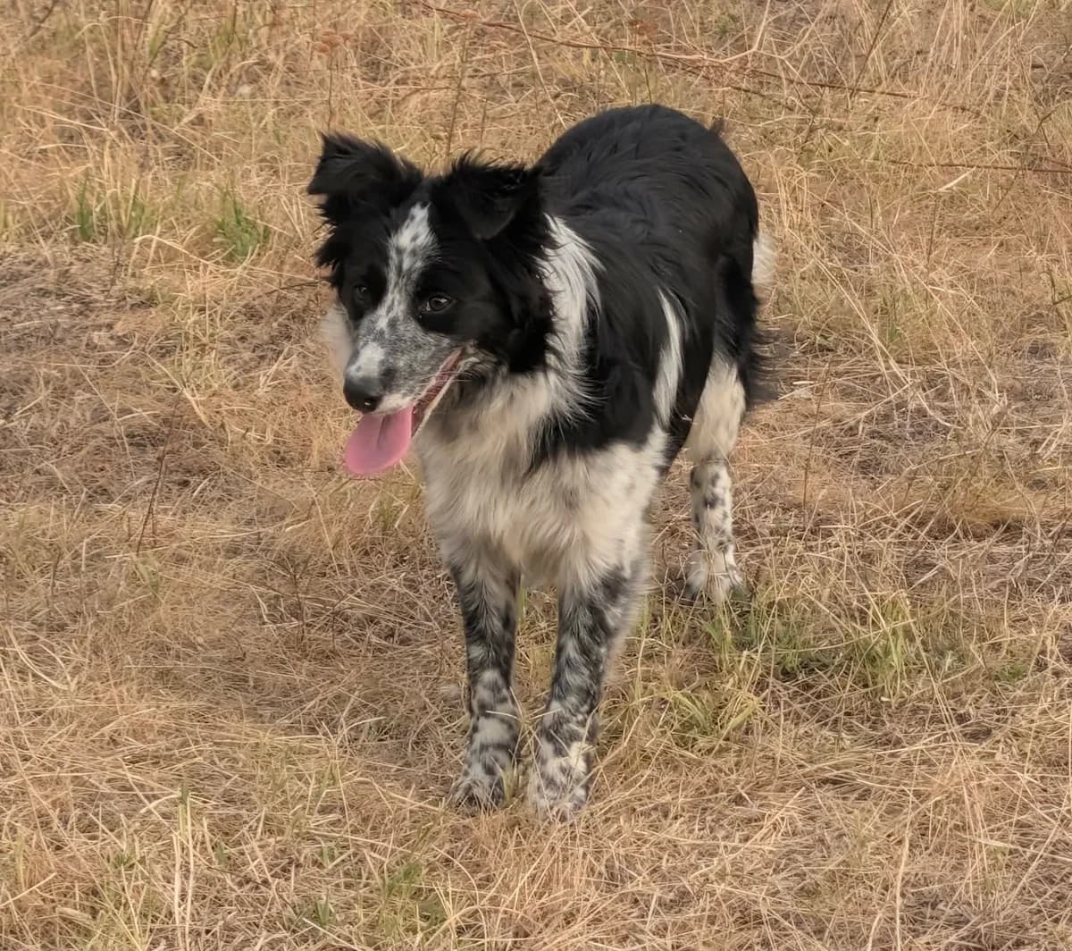 Nessa B, female young Mixed Breed for adoption at Hundepfoten Steinfurt e.V., Nordwalde