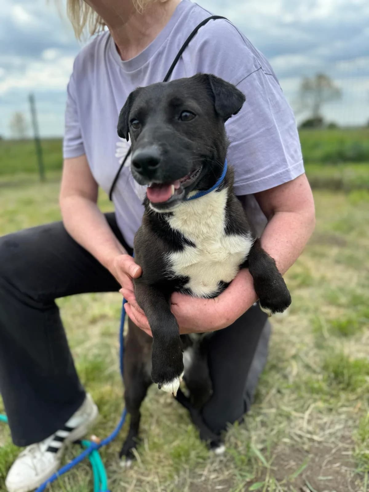 Nicita B, female young Mixed Breed for adoption at Hundepfoten Steinfurt e.V., Nordwalde