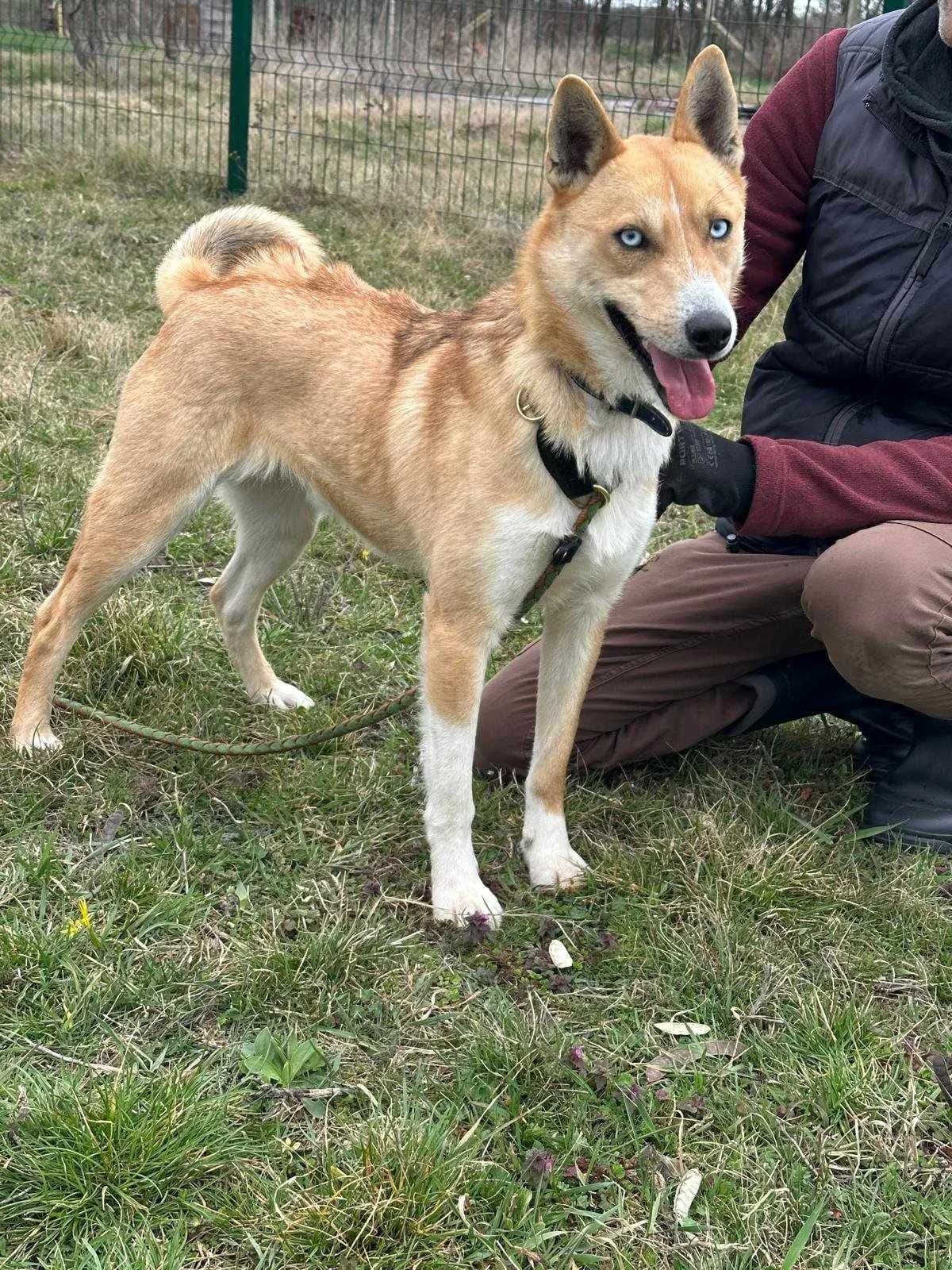 Nico B, male Mixed Breed for adoption at Hundepfoten Steinfurt e.V., Nordwalde