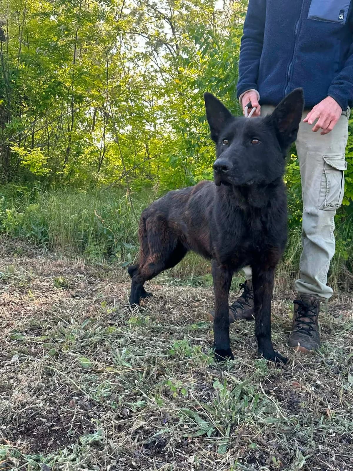 👉Zurück, female young Mixed Breed for adoption at Hundepfoten Steinfurt e.V., Nordwalde
