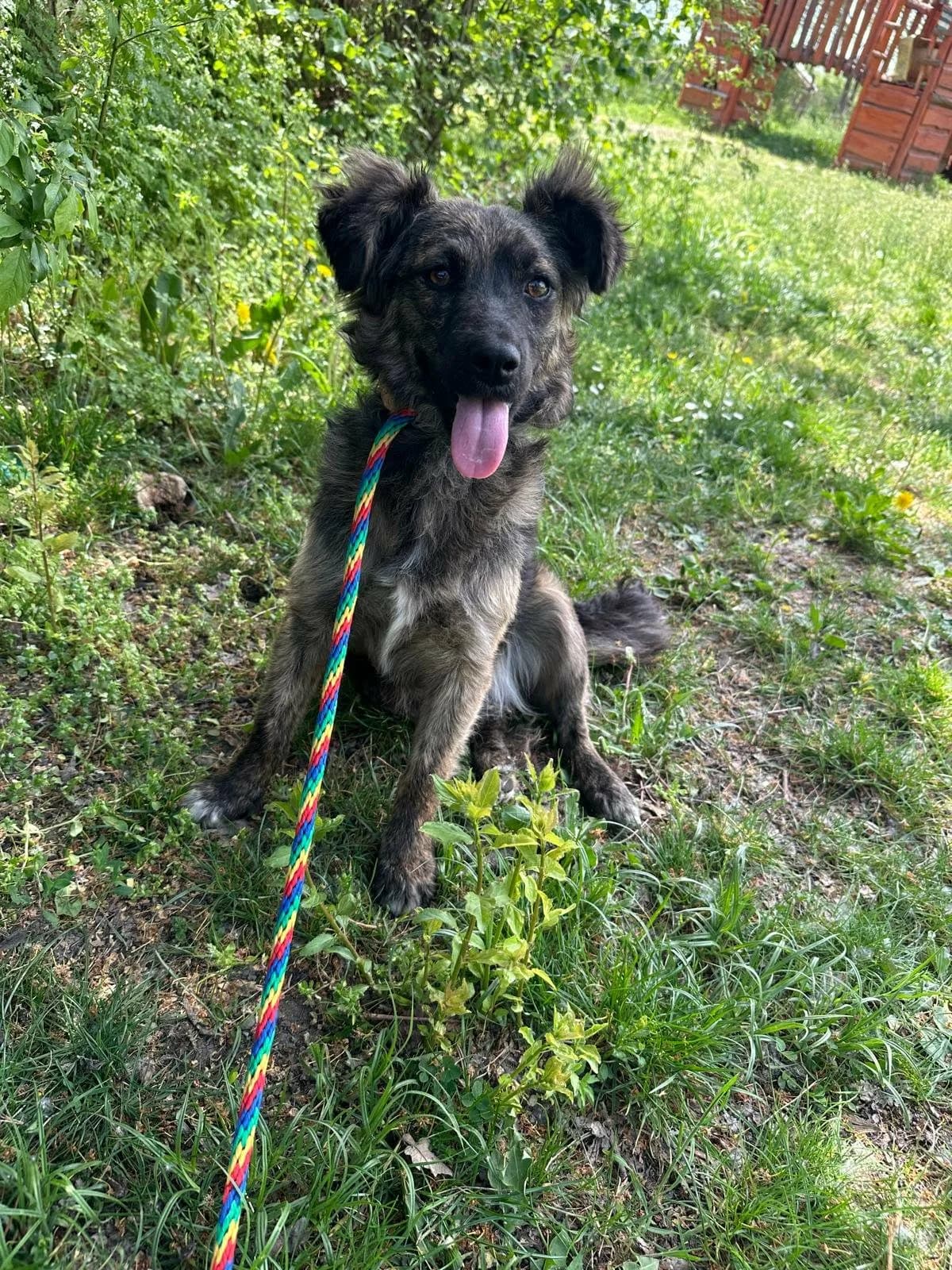 Nina T, female senior Mixed Breed for adoption at Hundepfoten Steinfurt e.V., Nordwalde