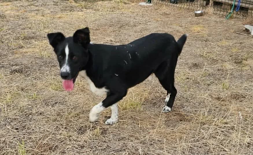 Noel B, male young Mixed Breed for adoption at Hundepfoten Steinfurt e.V., Nordwalde