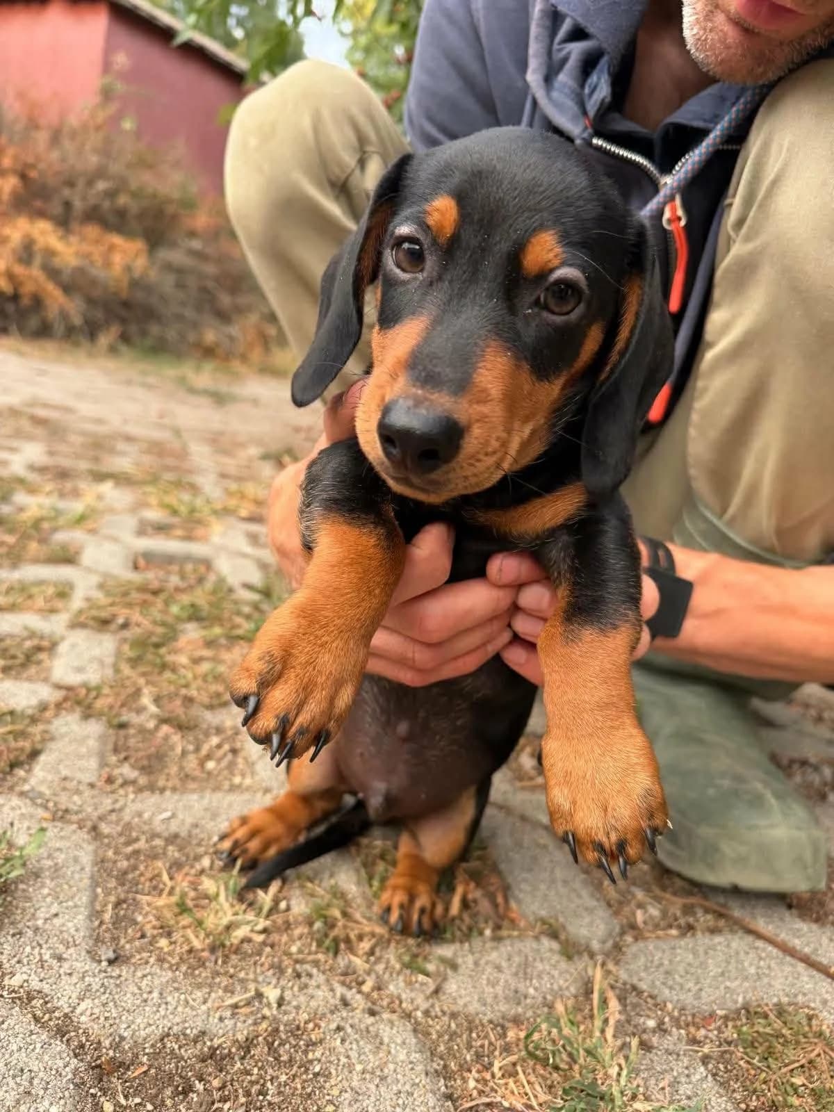 Noel T, male puppy Mixed Breed for adoption at Hundepfoten Steinfurt e.V., Nordwalde