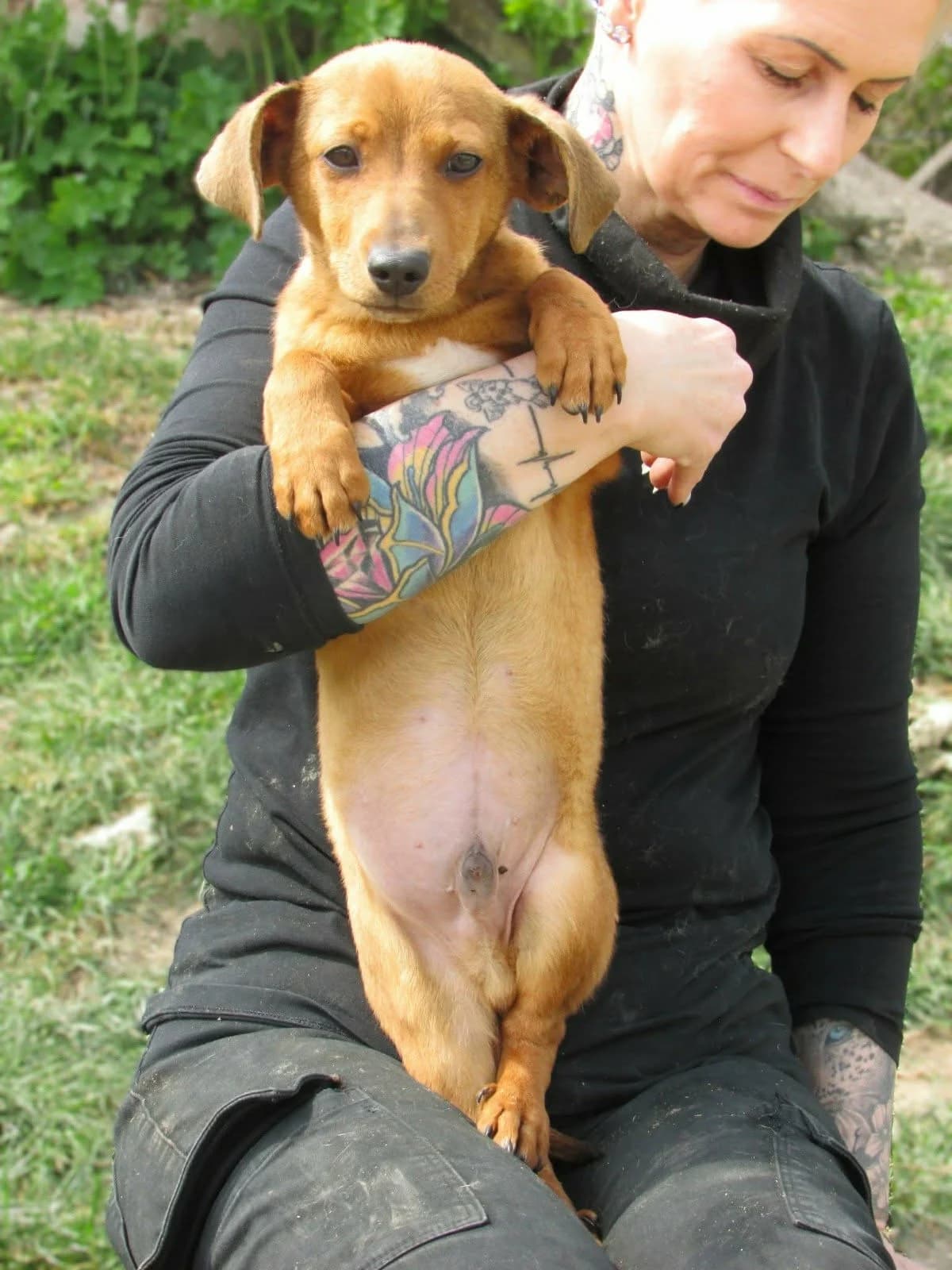 Norman C, male puppy Mixed Breed for adoption at Hundepfoten Steinfurt e.V., Nordwalde