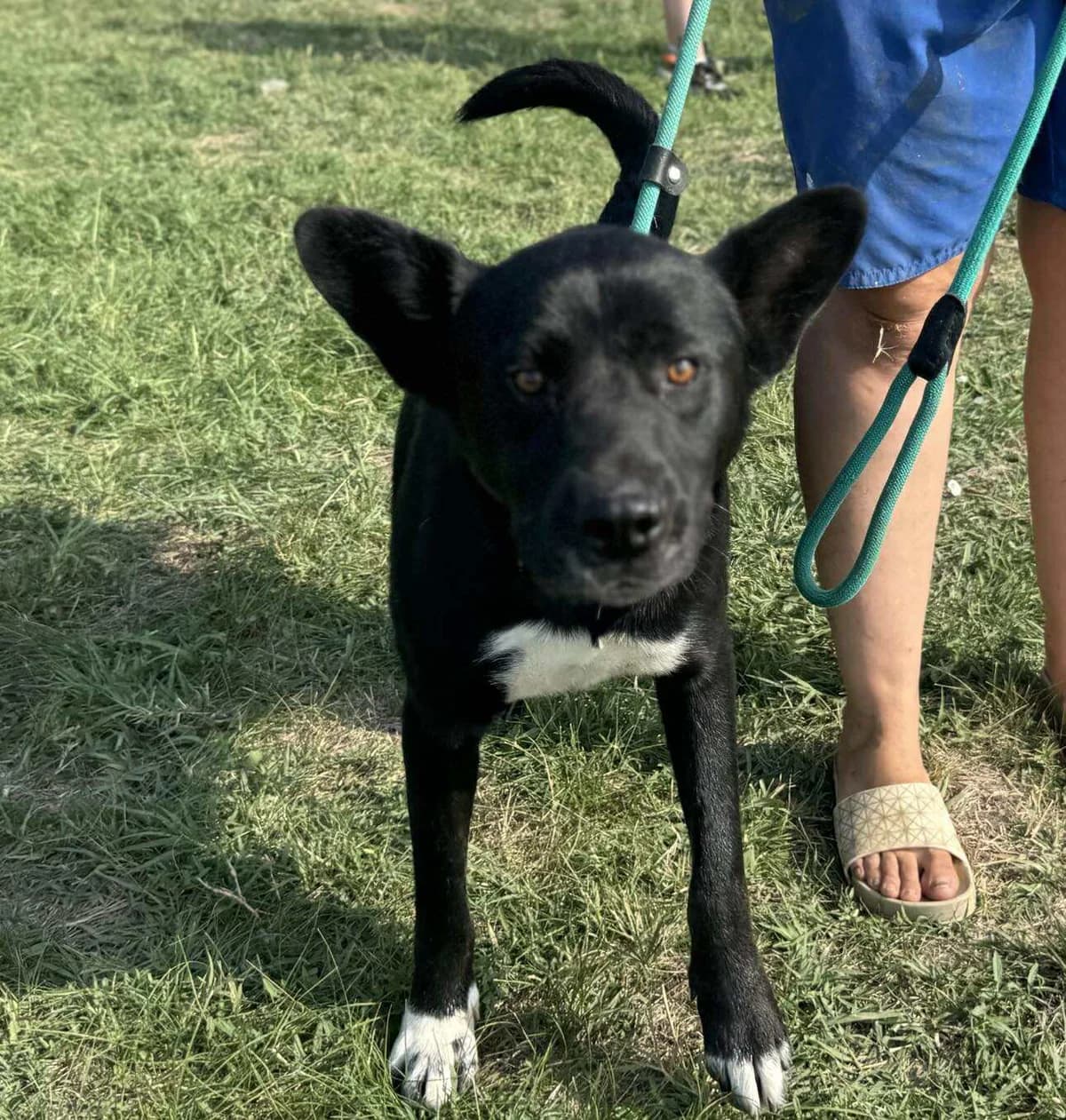 Osiris B, schwarz male 3yo Mixed Breed for adoption at Hundepfoten Steinfurt e.V., Nordwalde