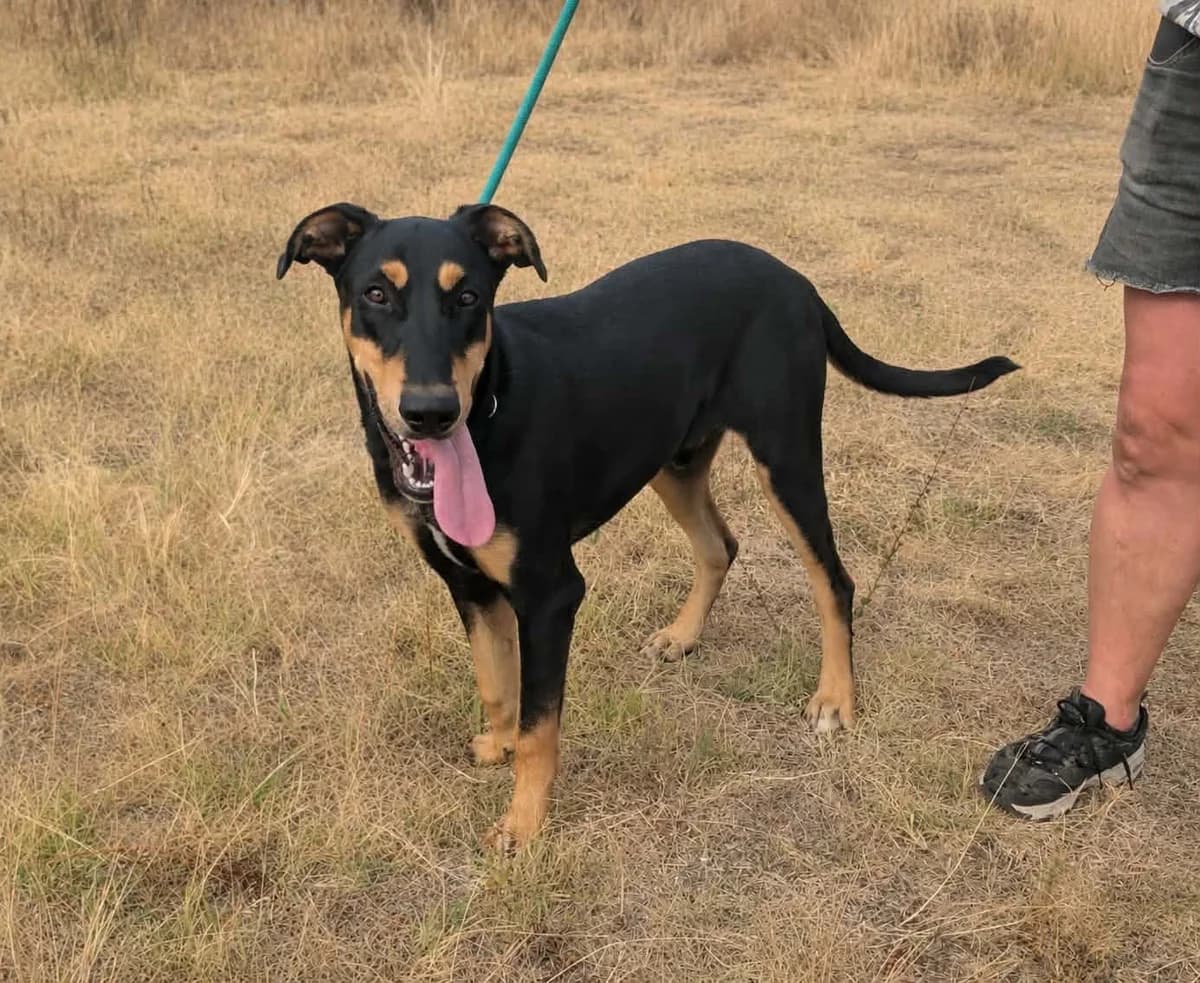 Oskar B, male young Mixed Breed for adoption at Hundepfoten Steinfurt e.V., Nordwalde