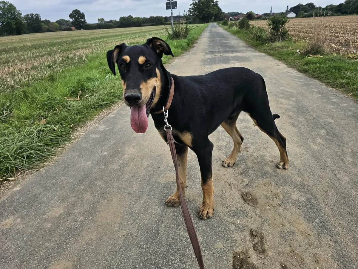 Oskar B, male puppy Mixed Breed for adoption at Hundepfoten Steinfurt e.V., Nordwalde